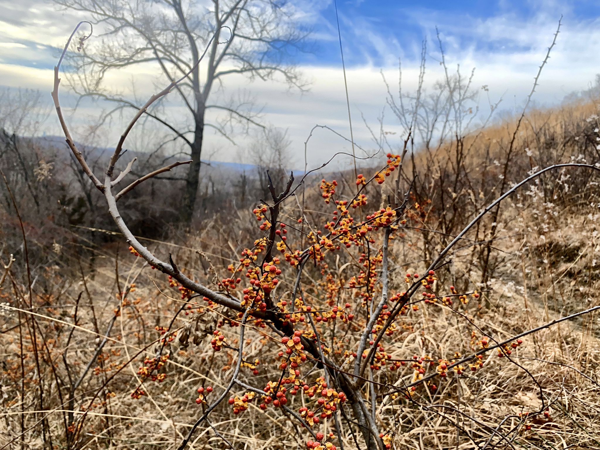 Close-up of a bush with orange berries in a dry, winter landscape. - Memorial Park loop