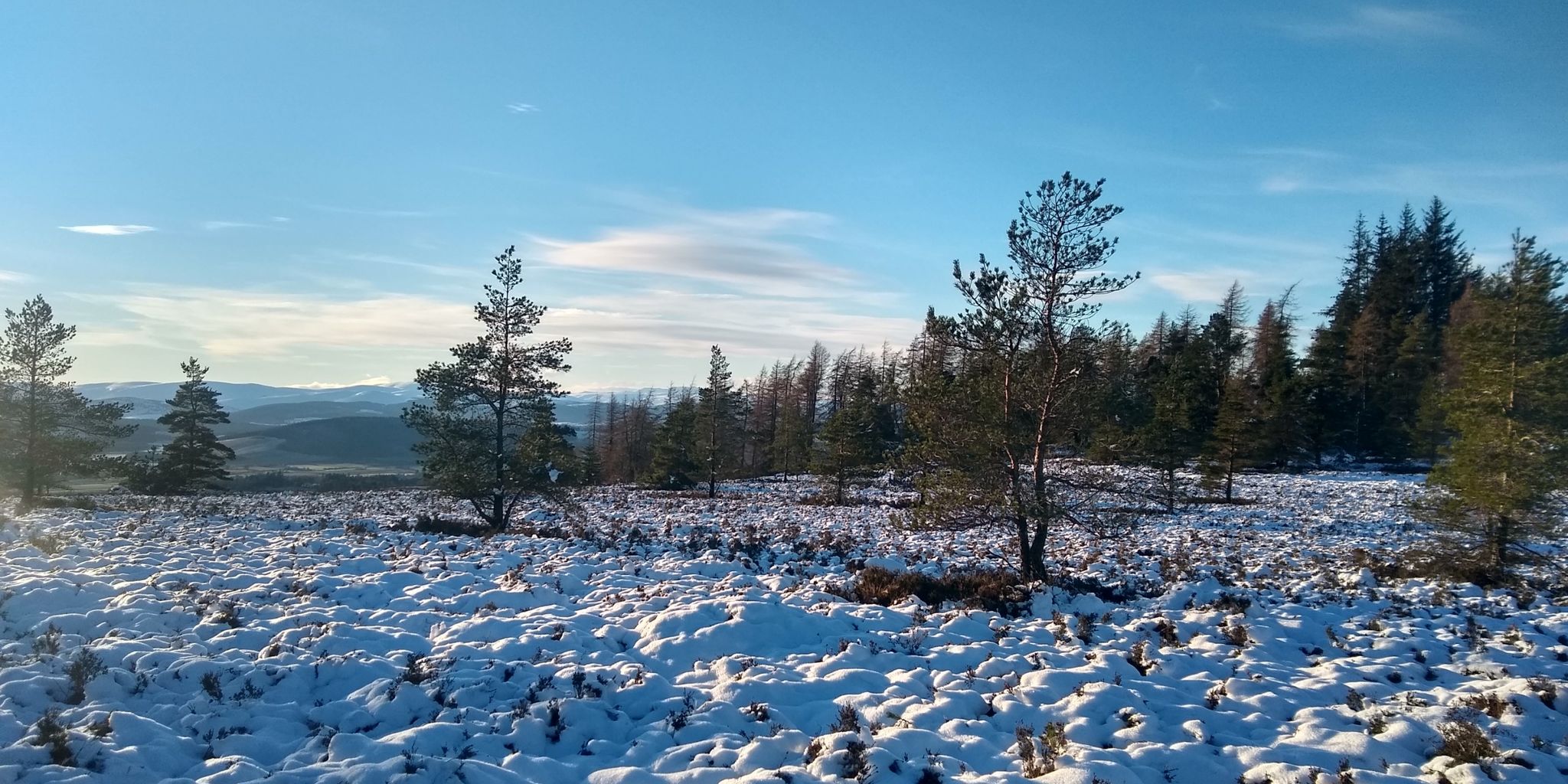 Views open up as you exit the forest