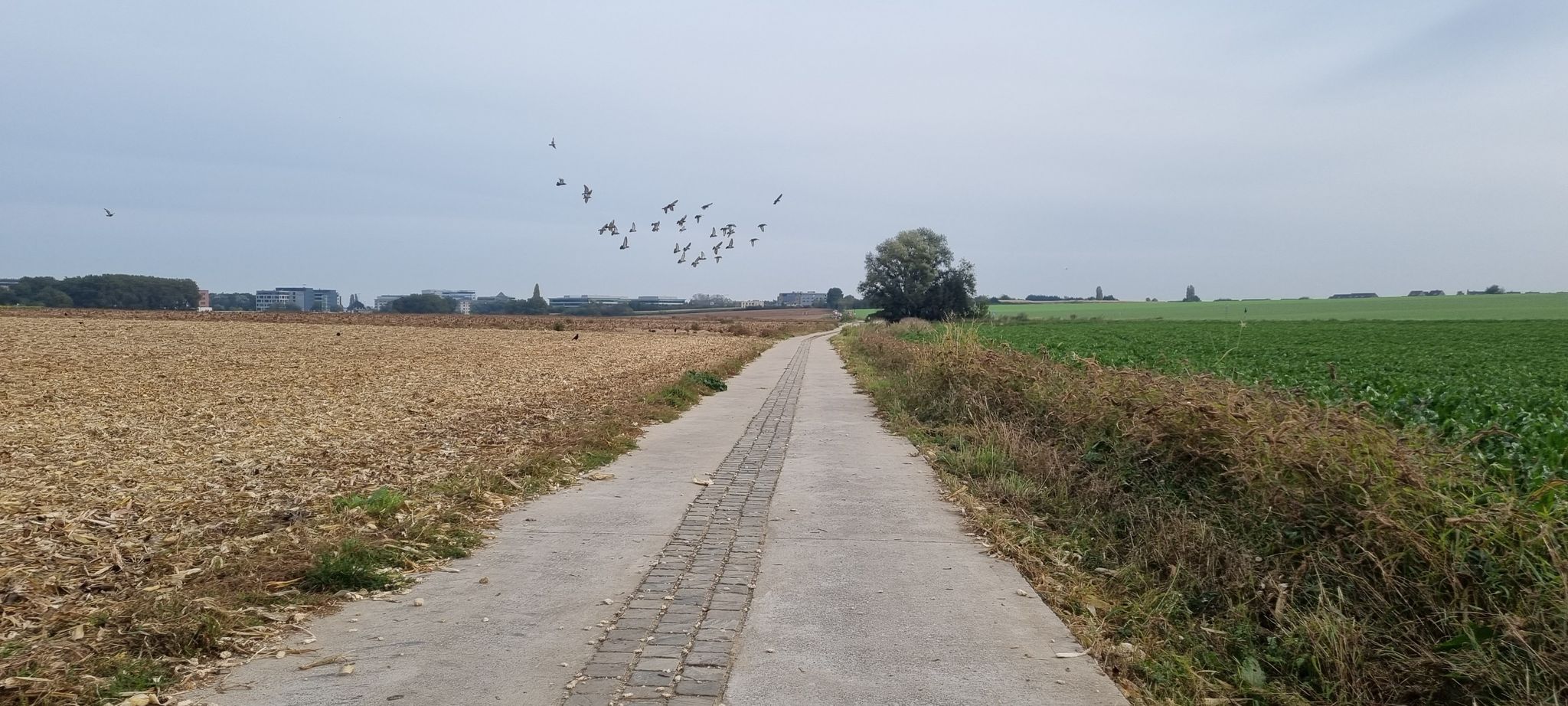 ils ont coupé le mais et les oiseaux en profite !
