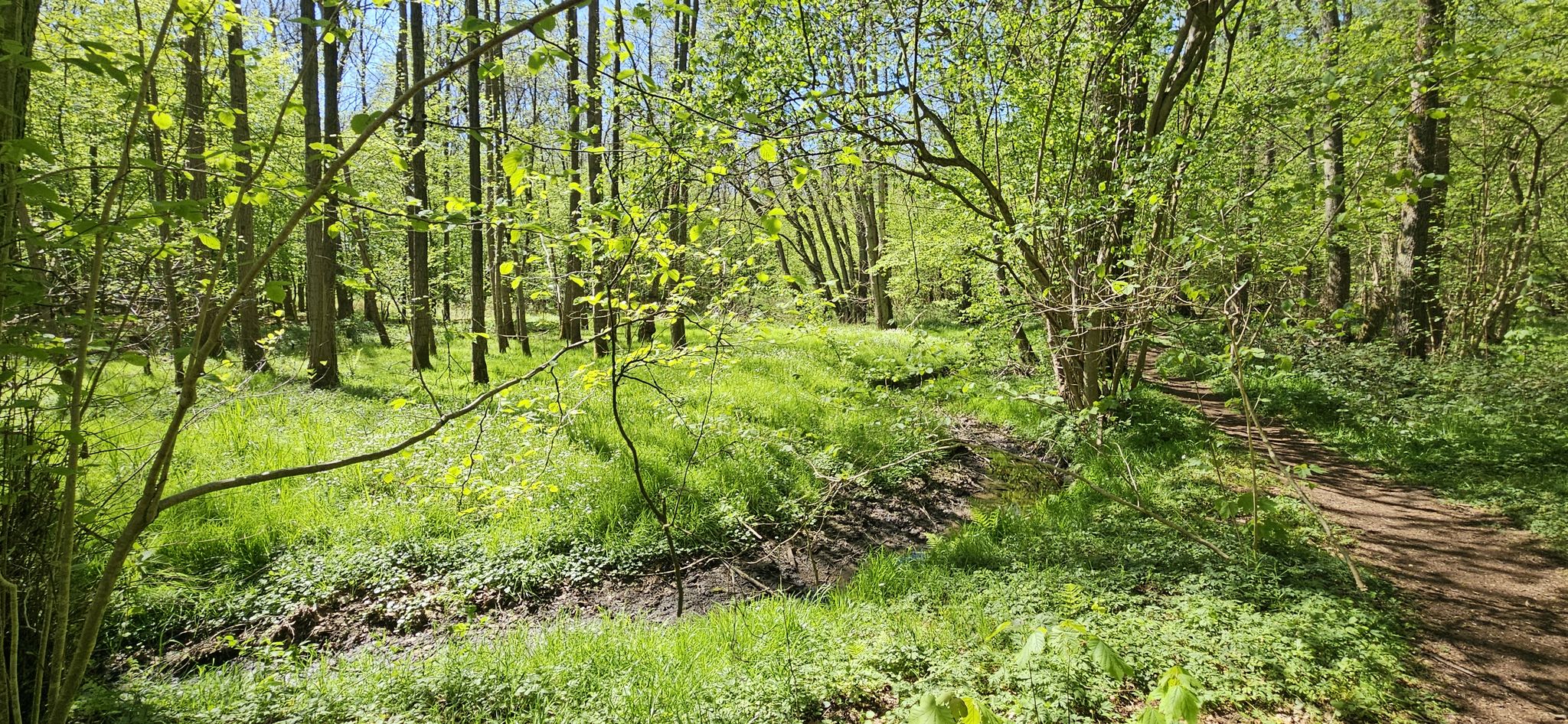 Beimoor Moorpfad 