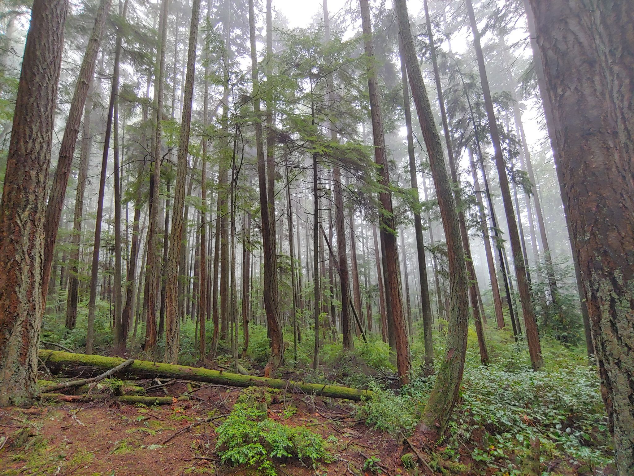 Tall, slender trees in a dense, misty forest with fallen logs. - Dugualla State Park loop from Dugualla State Park