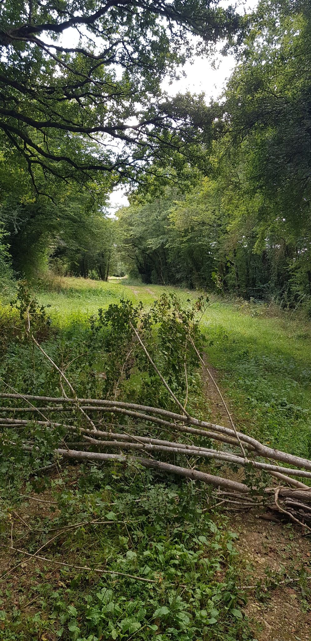un arbre au milieu du chemin