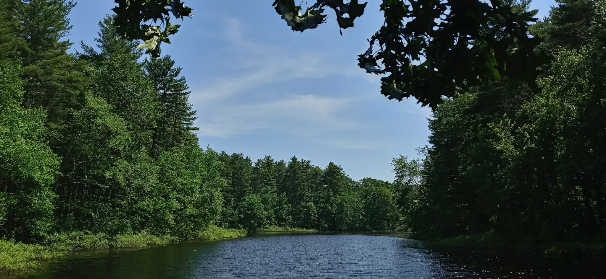 Calm water surrounded by dense green forest under a bright blue sky. - Shattuck Reservation – Shattuck Reservation loop from Noon Hill Reservation