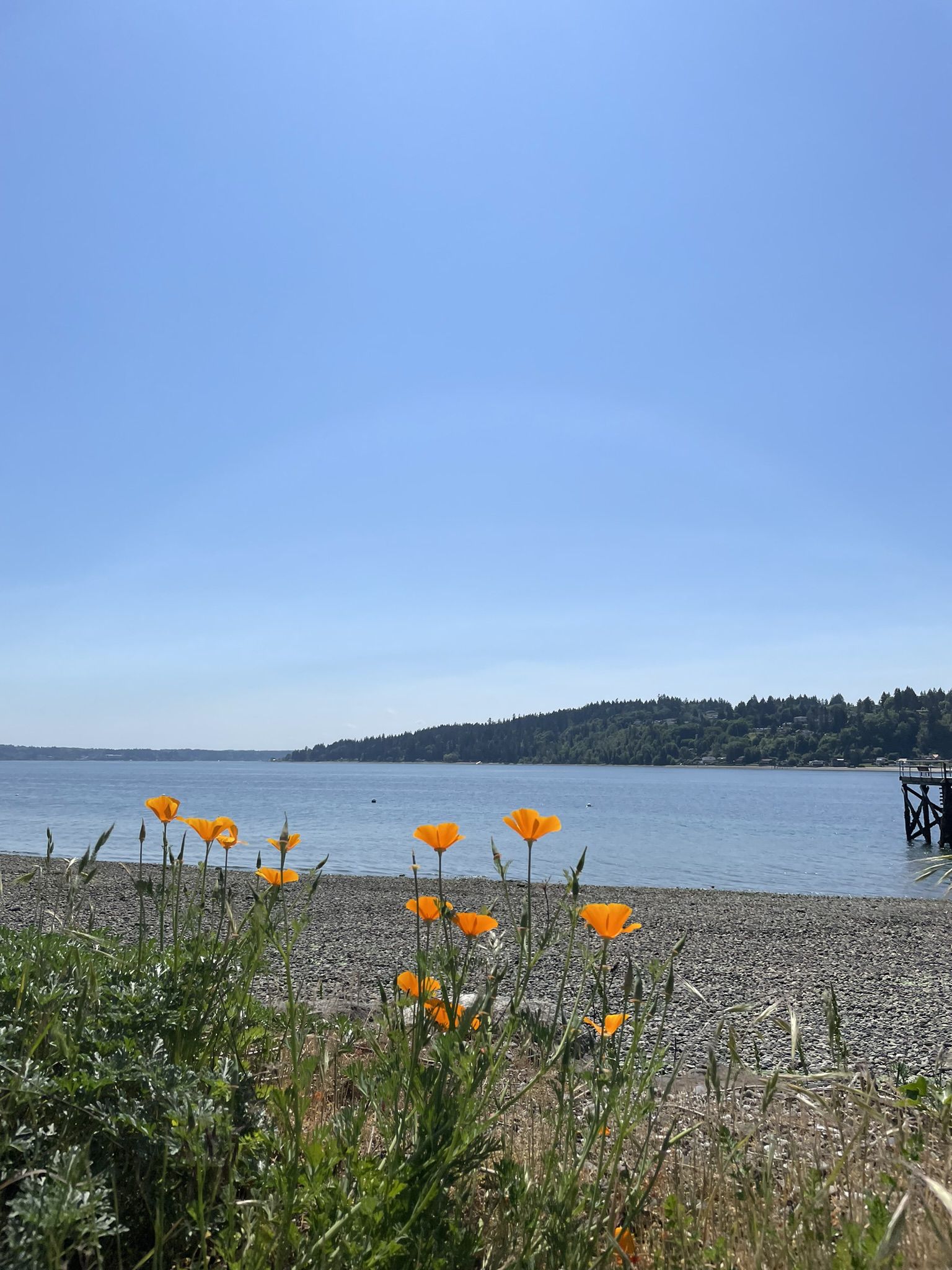 Orange poppies in foreground, pebbly beach, and calm blue water. - Veterane Open Space Trail loop from Illahee State Park