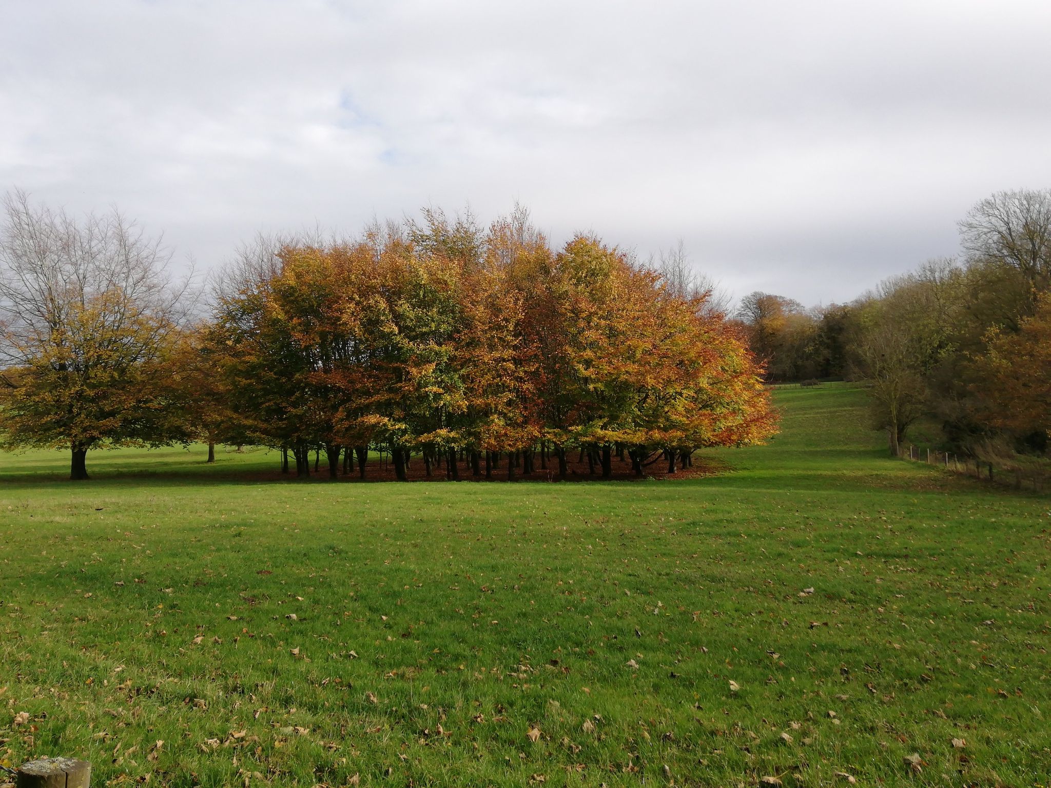 trees in autumn