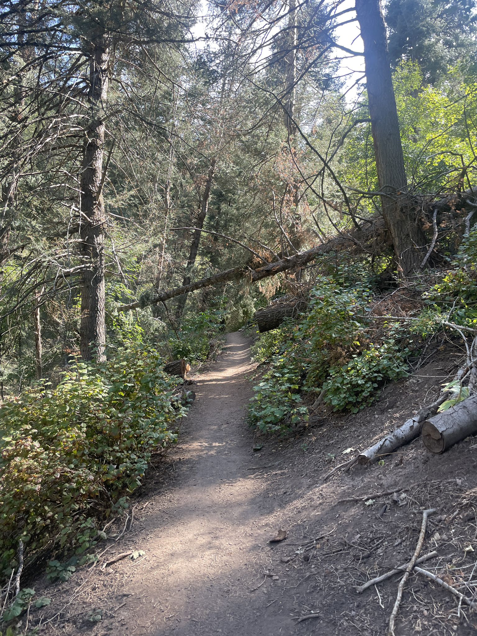 Sunlit dirt path winding through a dense forest with a fallen tree. - Desolation Trail