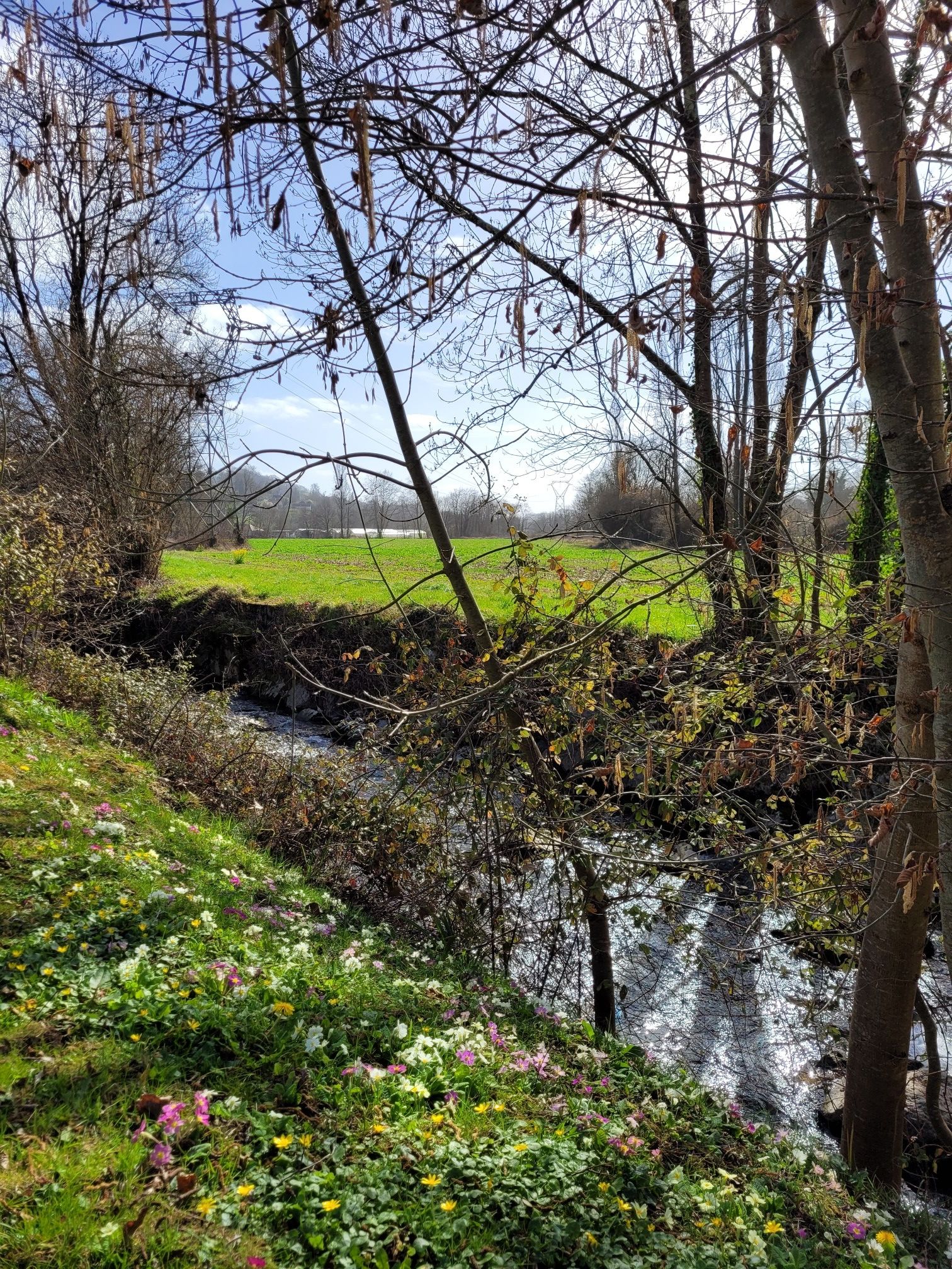 Primevères le long de la Baysère...