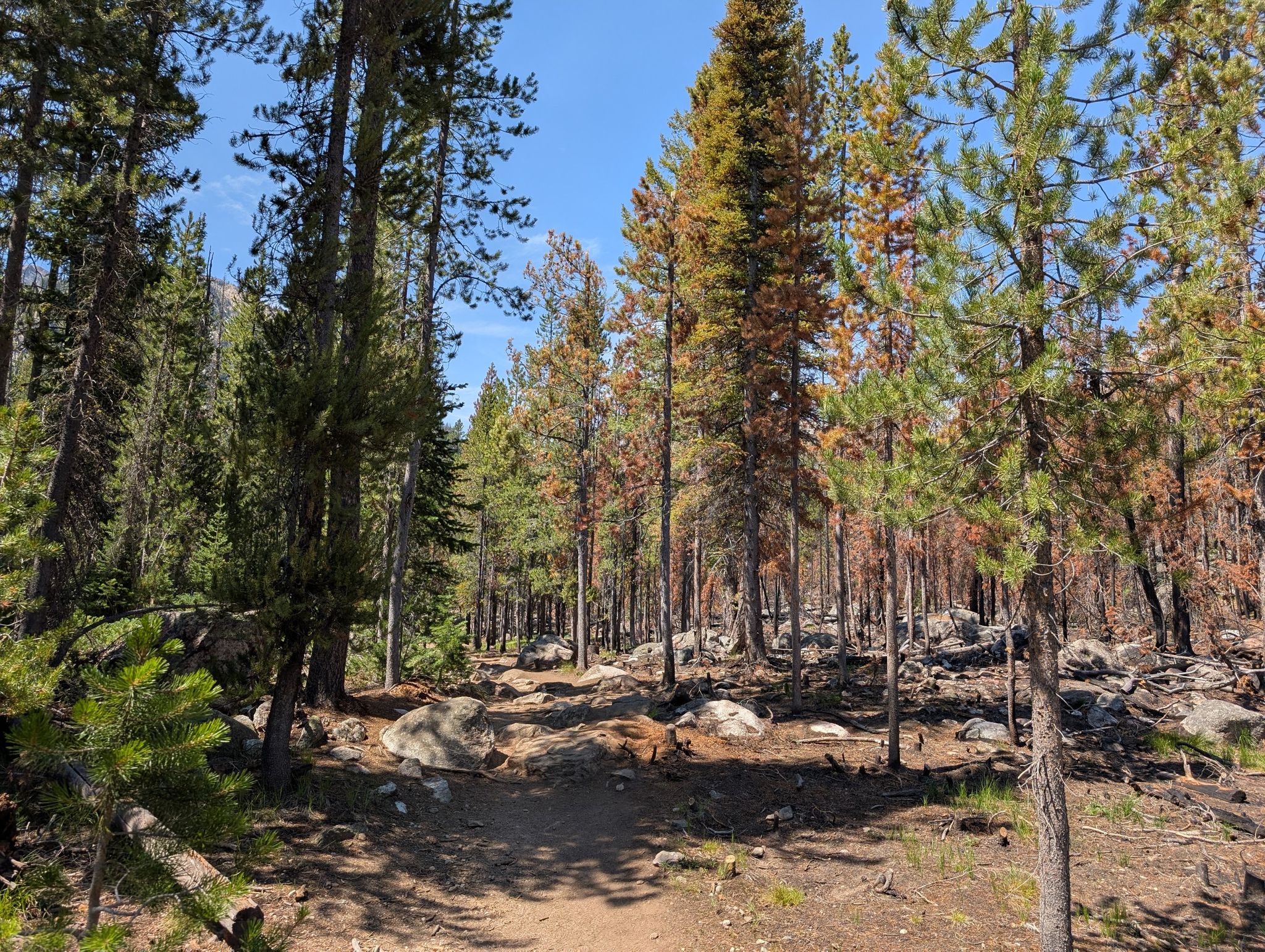 Sunny dirt path through a forest with green and burnt trees and rocks. - Goat Lake Trail