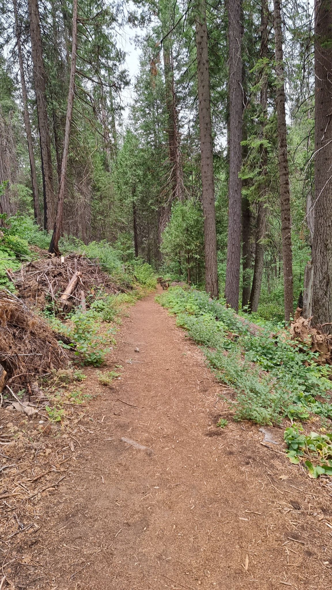 Uphill dirt path winding through a dense green forest. - Lewis Creek Trail to Red Rock Falls