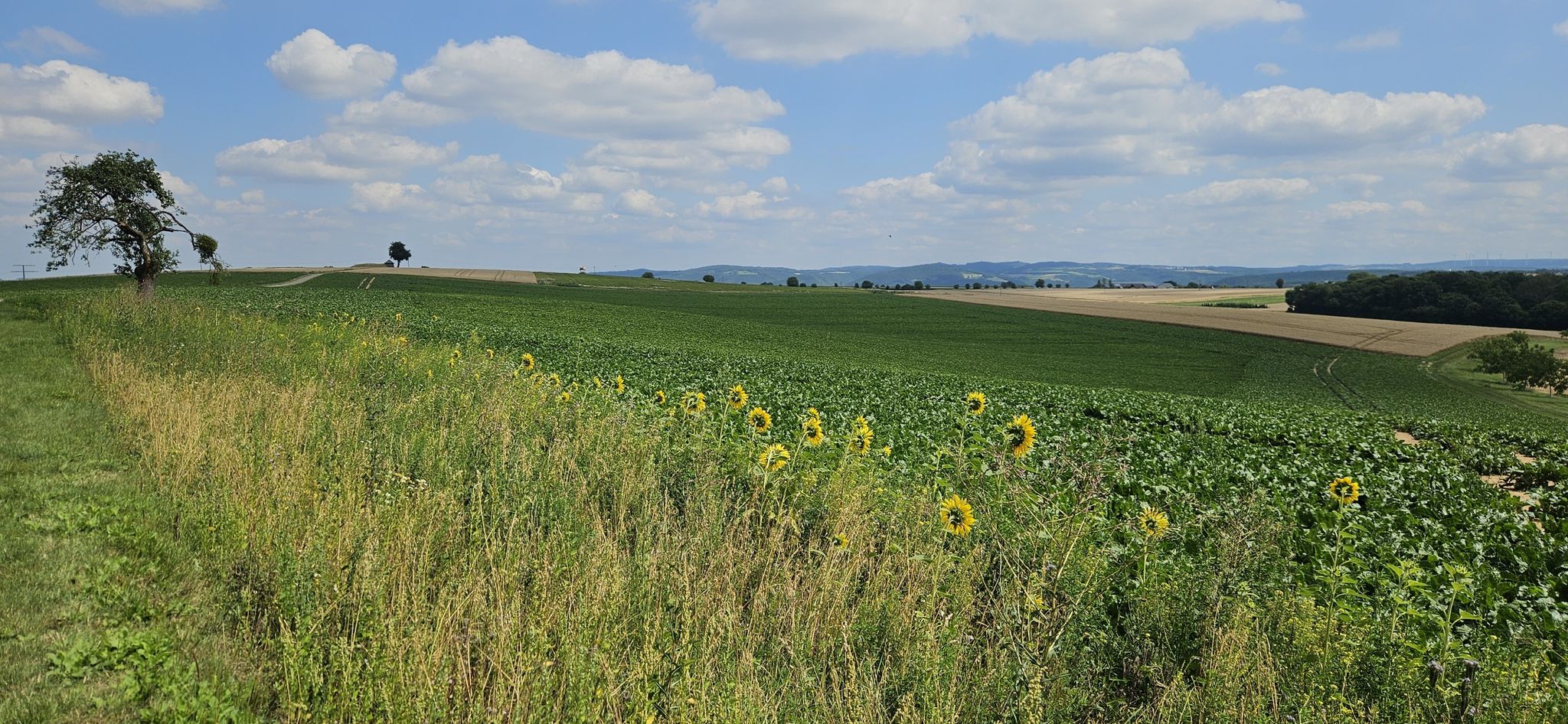 Blick über die Felder