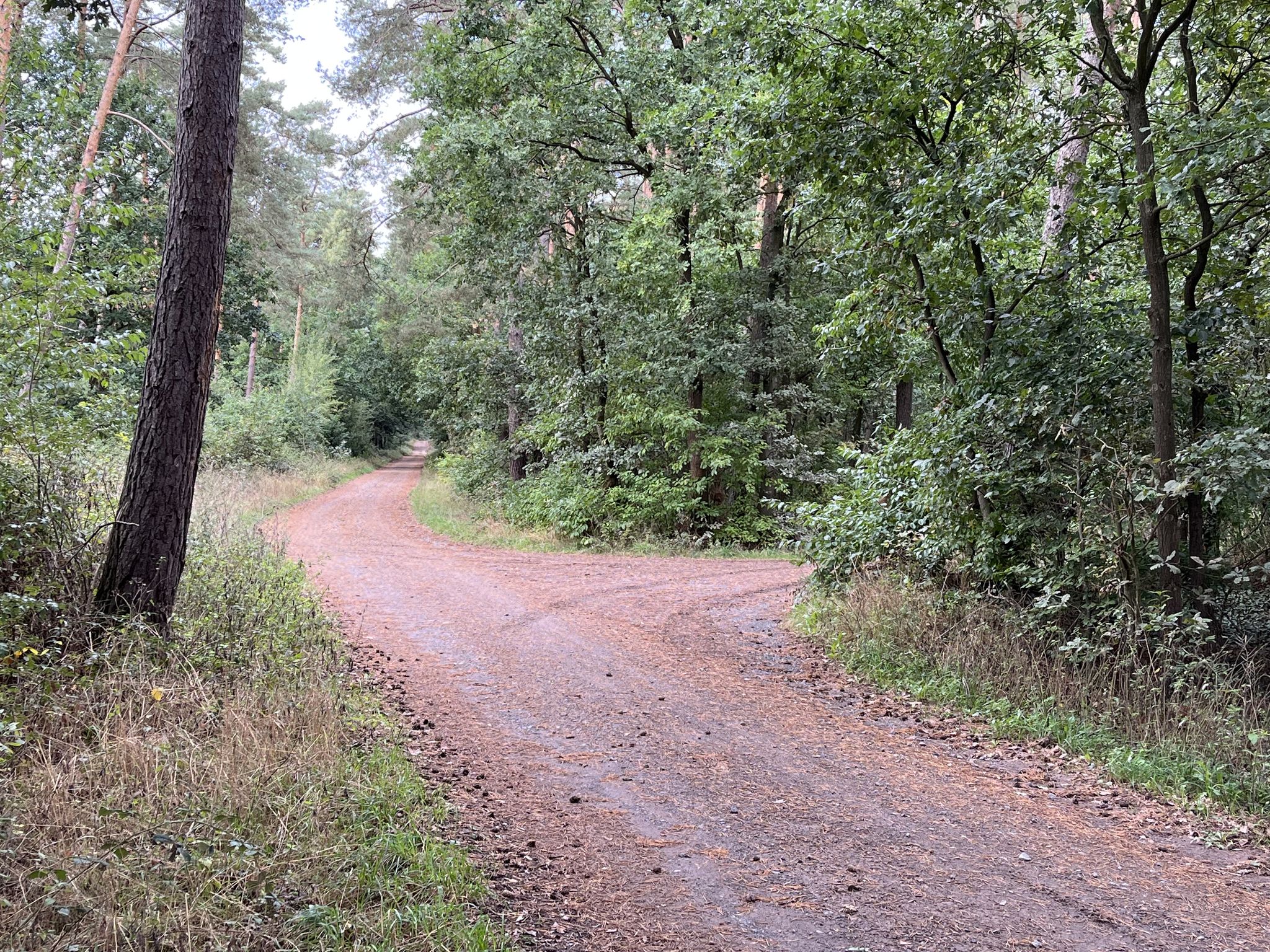 Mein ewiger Favorit für das Radfahren - befestigter Waldweg, (gefühlt) fern ab von jeglicher Zivilisation