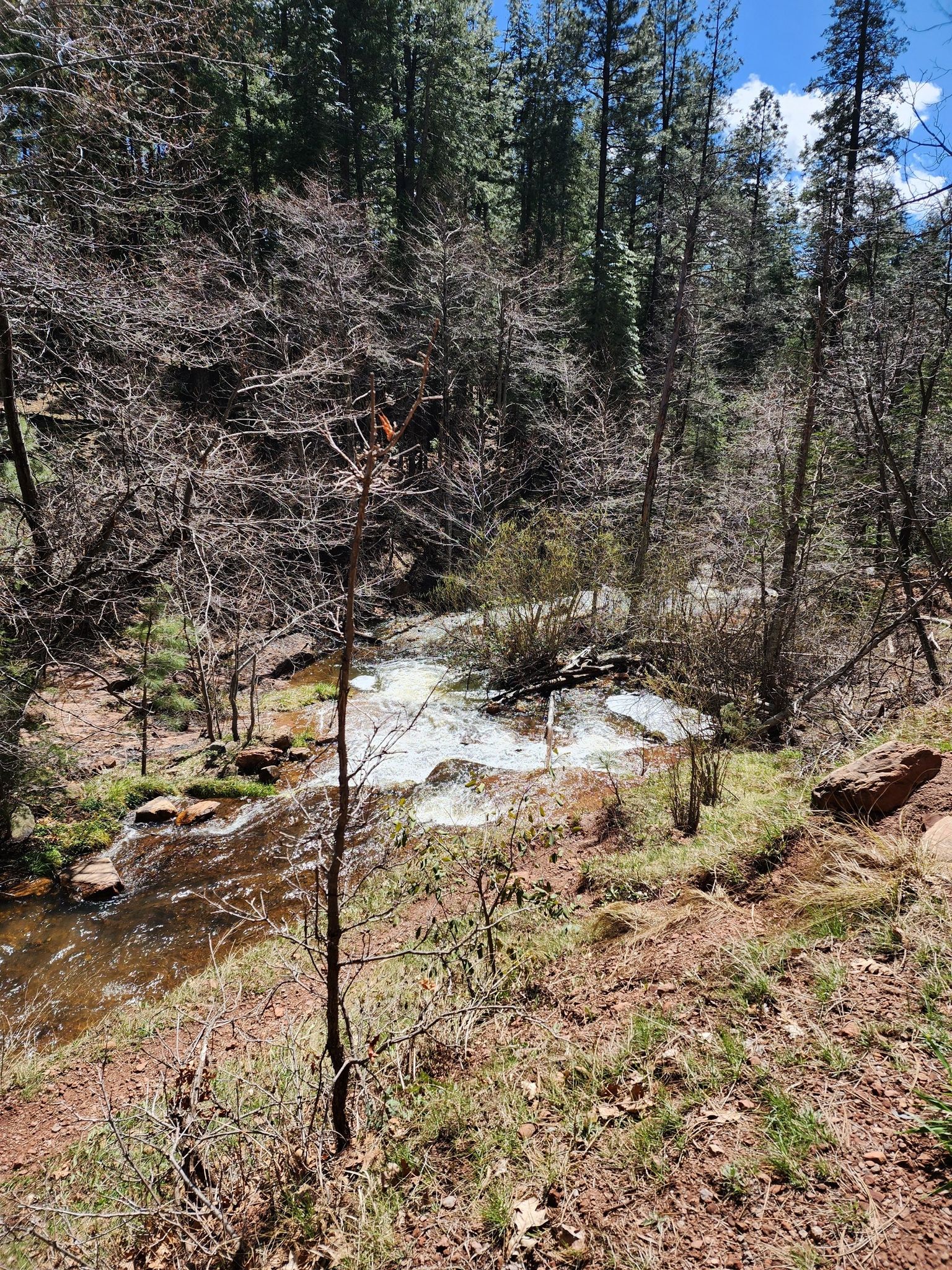A sunlit forest stream with foamy white water flowing through trees. - Horton Creek Trail #285