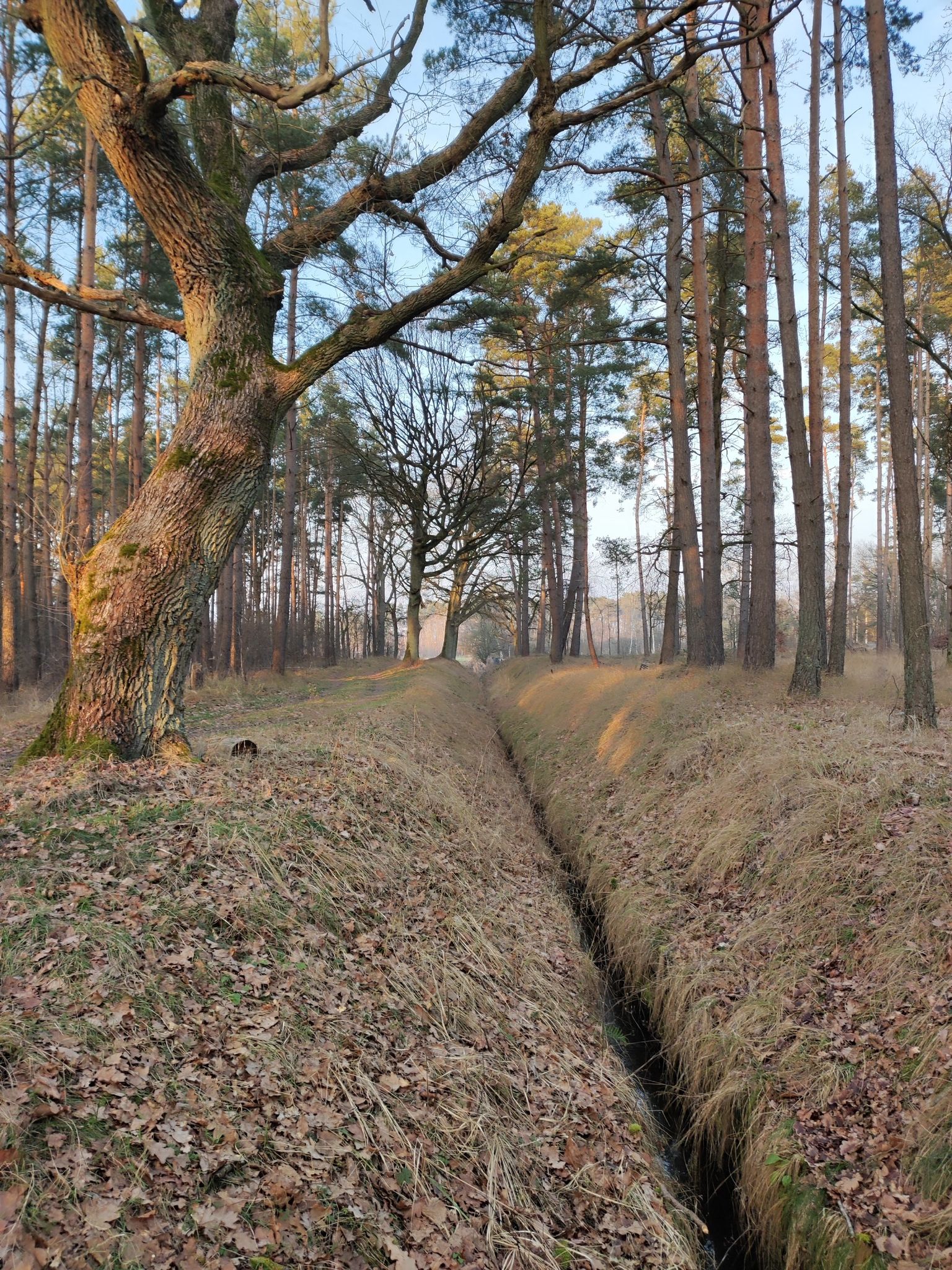 Die Geisterbäume