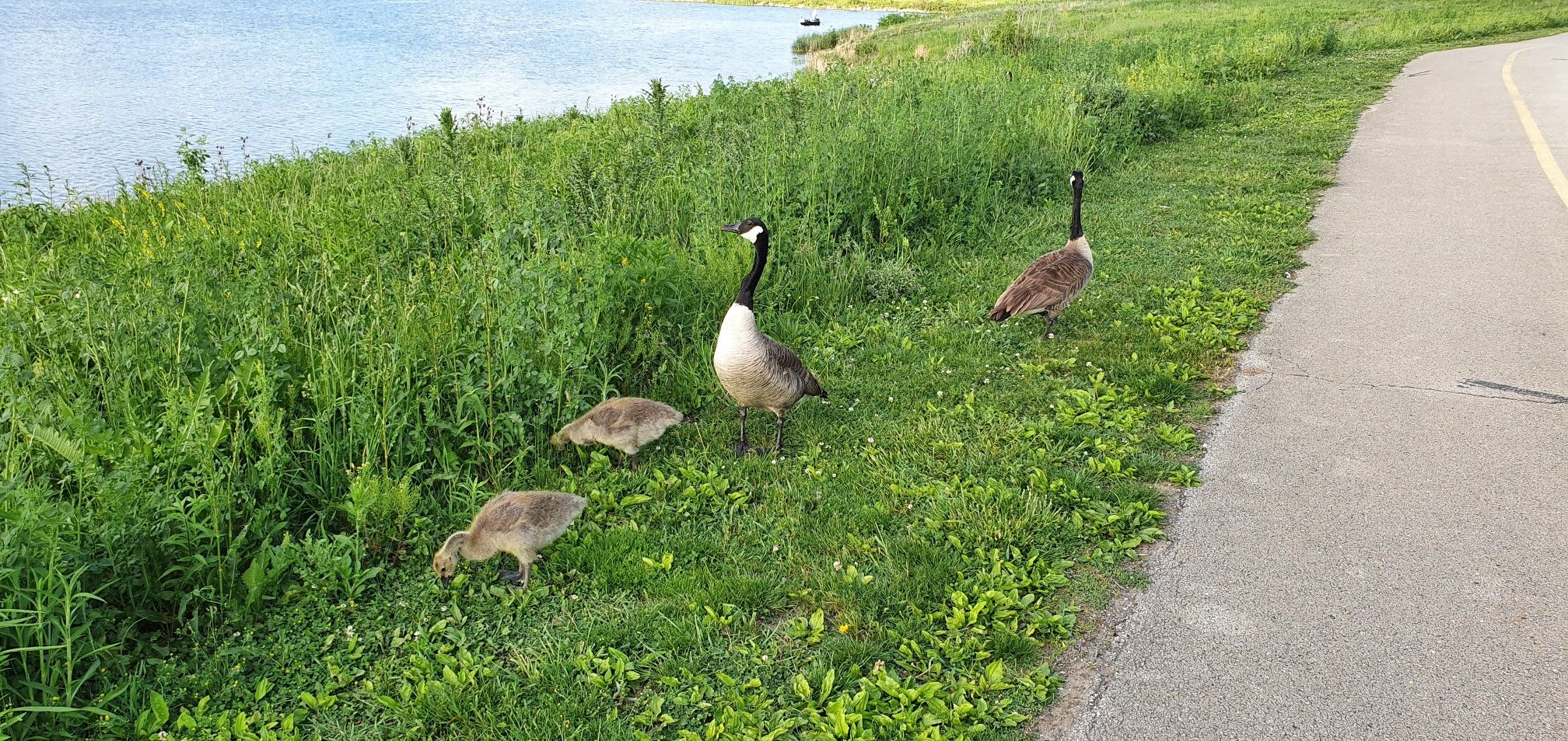 Two adult geese and two goslings on a grassy bank beside water and a path. - DuPage River Trail: Whalon Lake Loop