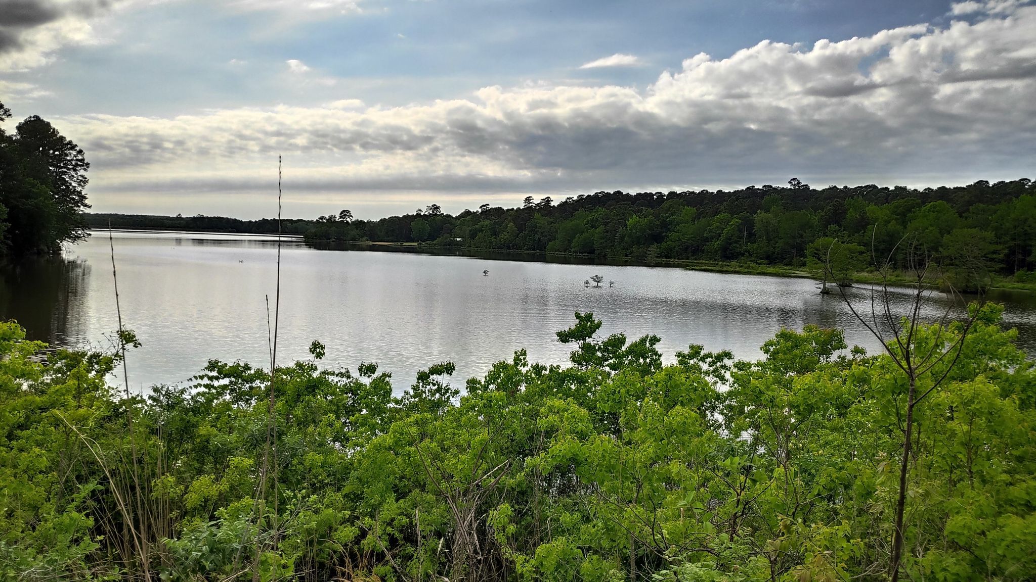 Overcast lake scene with green foliage in foreground and distant trees. - Sugar Cane Trail