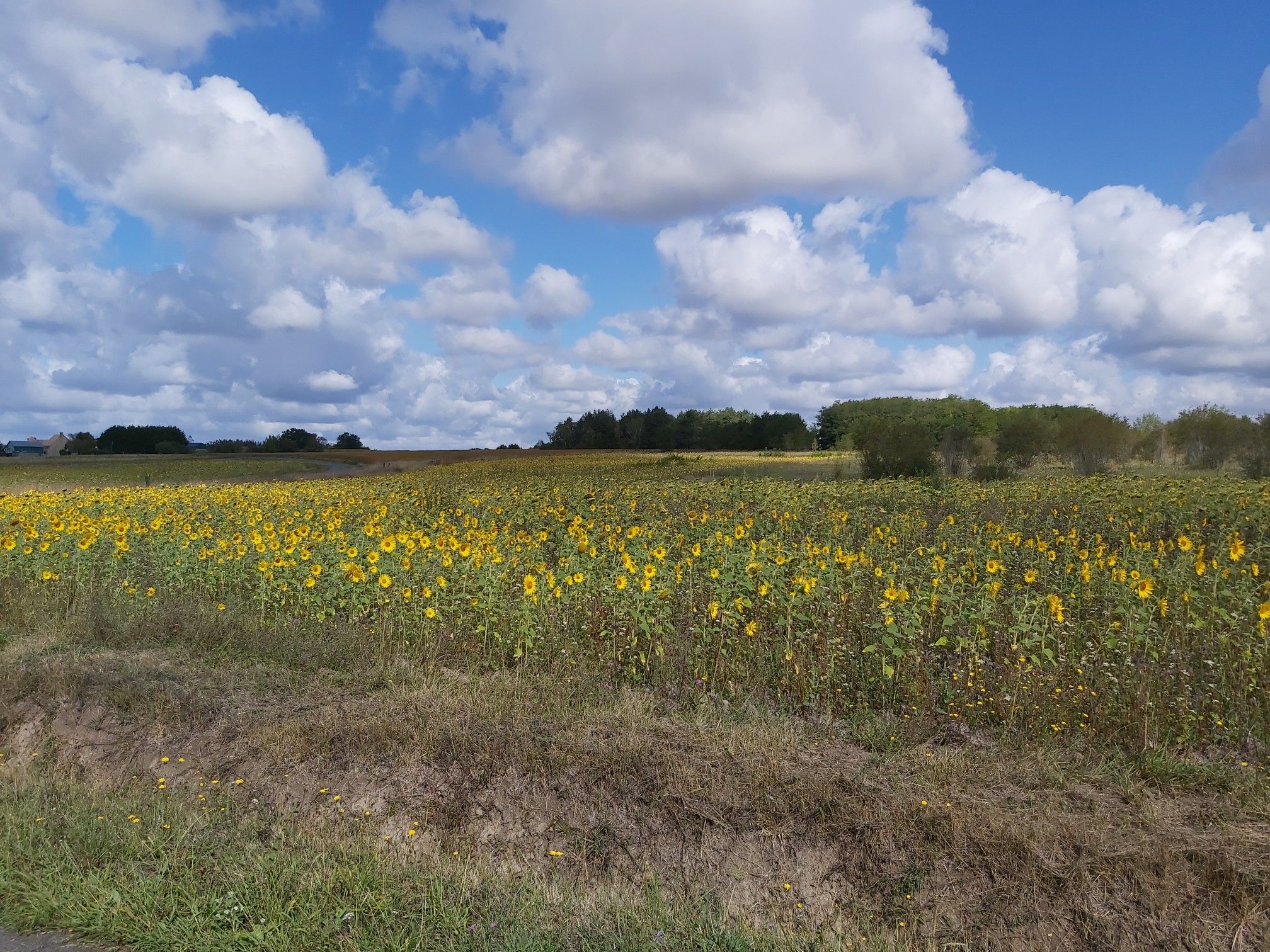 die letzten Sonnenblumen des Jahres