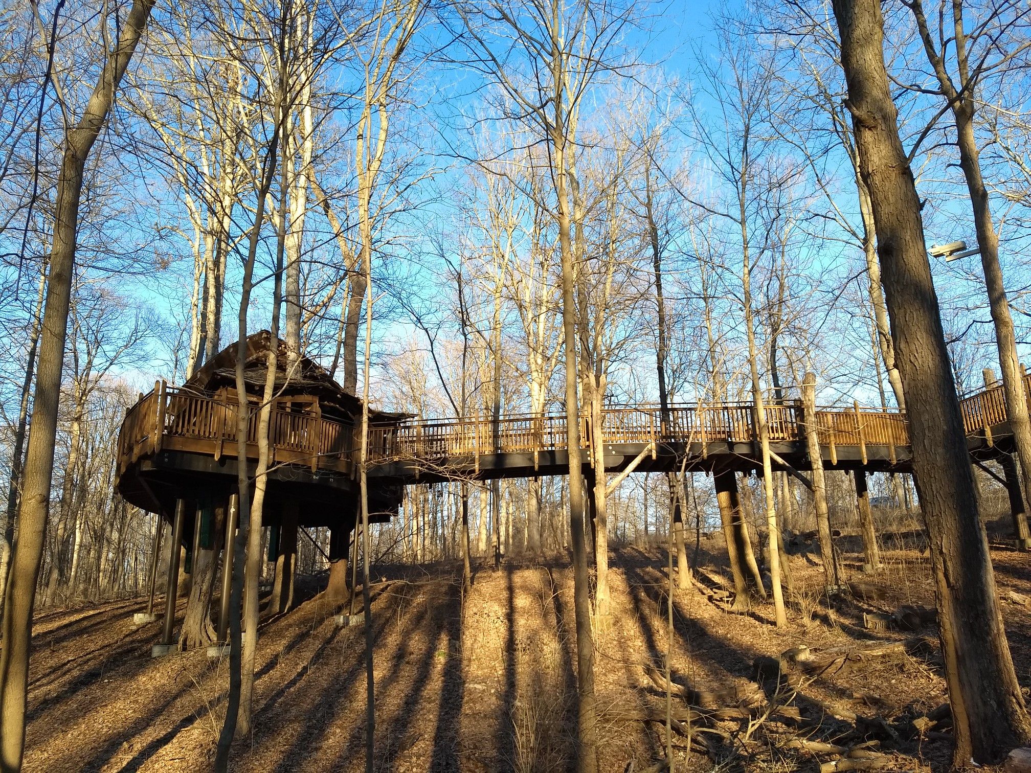 A large wooden treehouse with a long walkway in a sunlit forest. - Mount Airy Arboretum Loop