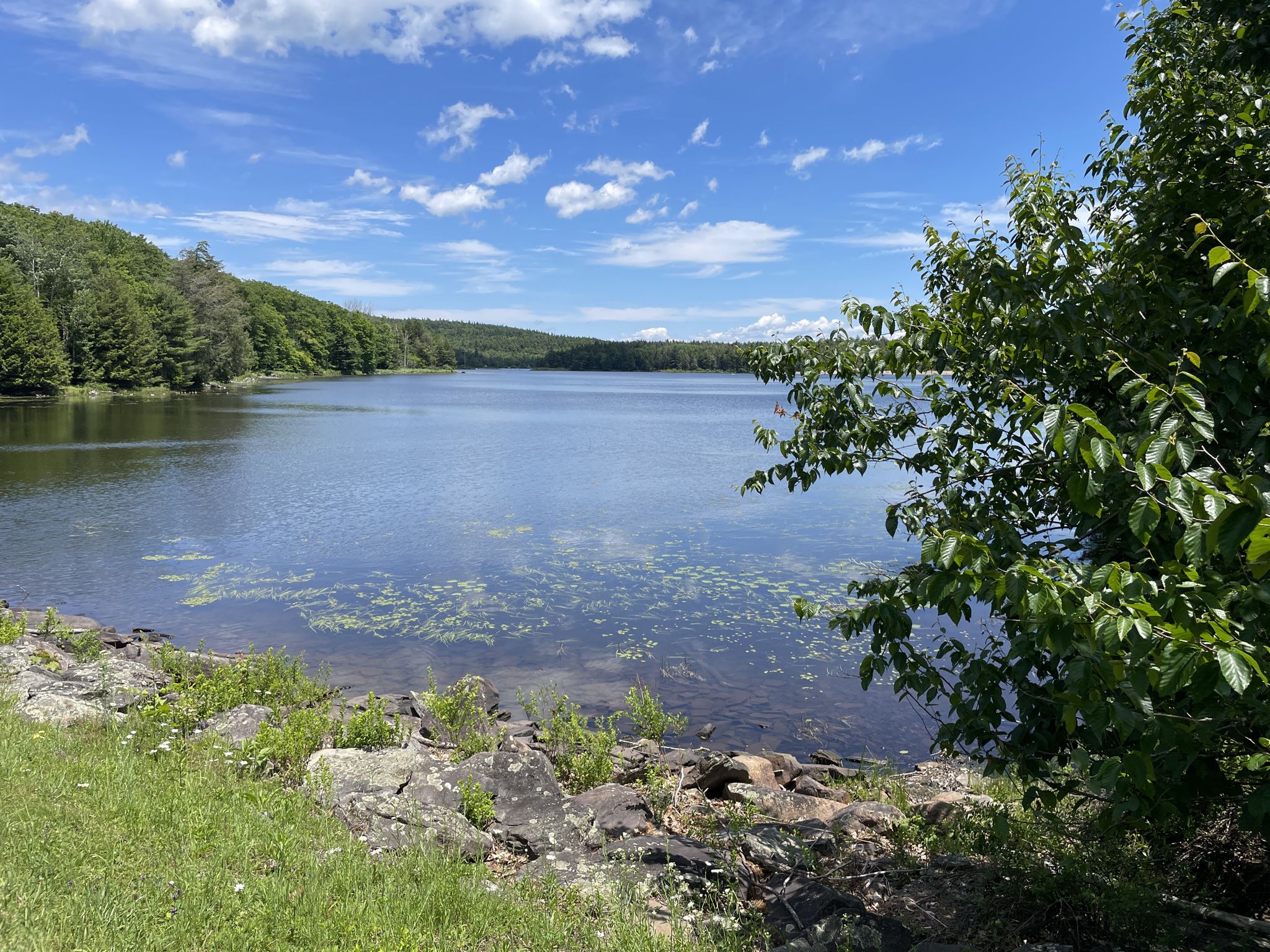 Calm lake with lily pads, surrounded by green trees under blue sky. - Catskill Escarpment Trail and Schutt Road Loop