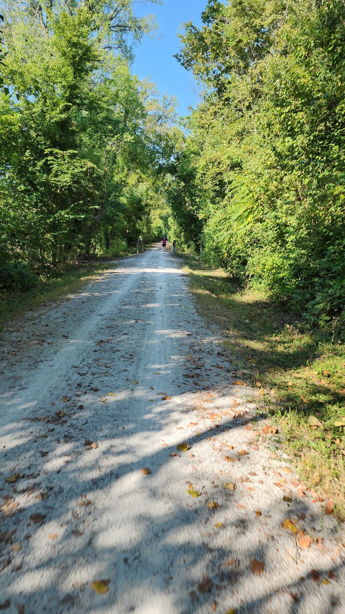 A long dirt path through dense green trees with distant figures, sunny. - Historic Bridge – Defiance loop from Lost Valley Trail Parking