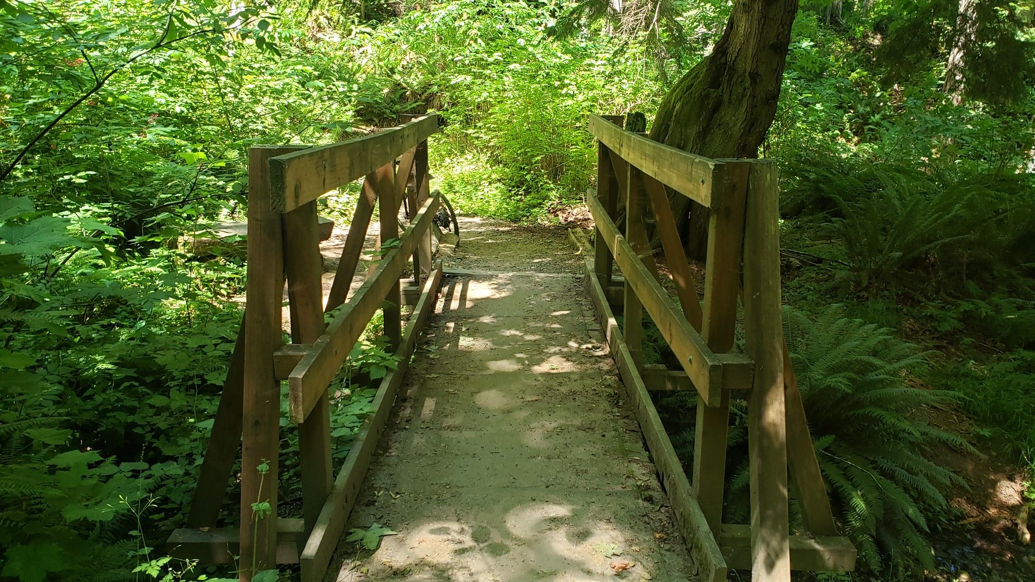 A wooden footbridge crosses a stream in a lush green forest. - Mountainbike loop from Olympic Discovery Trailhead