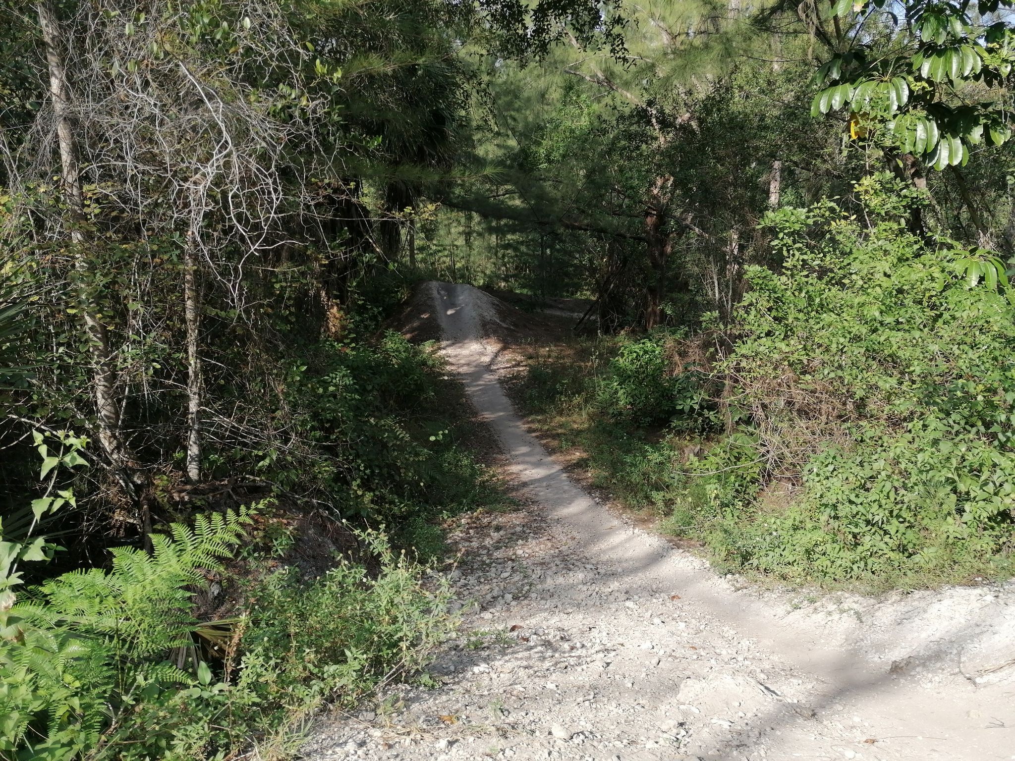 bike trails im jungle