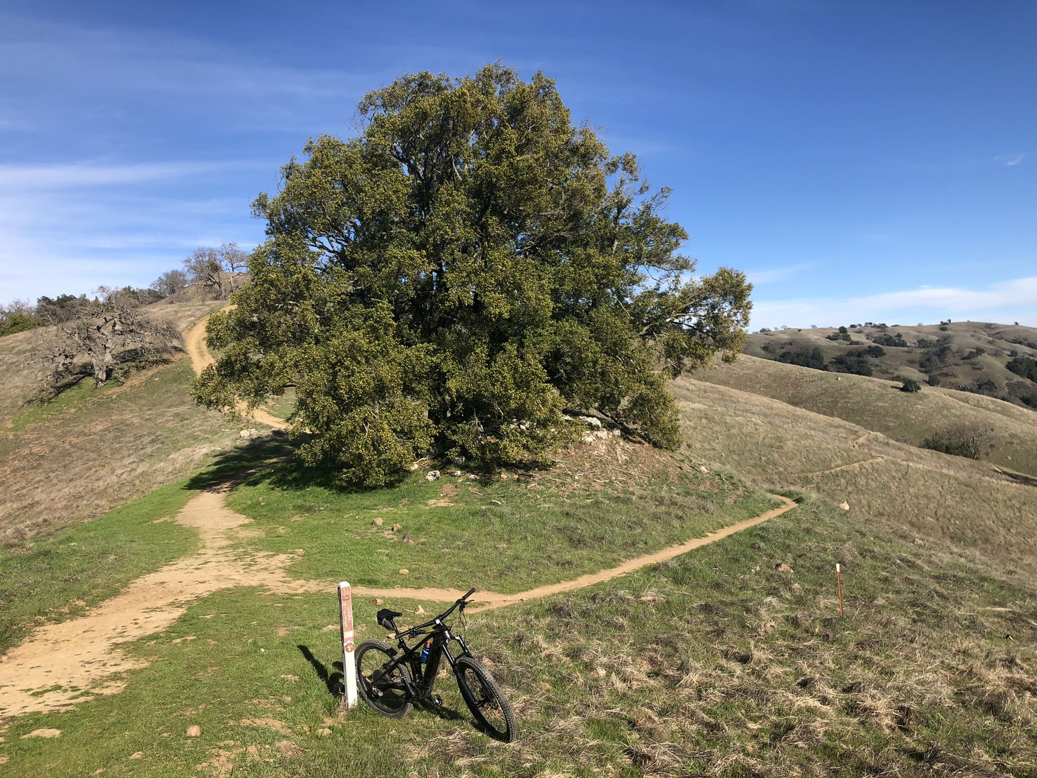 A mountain bike rests on a dirt path next to a large tree on a sunny hill. - Steer Ridge Loop at Hunting Hollow