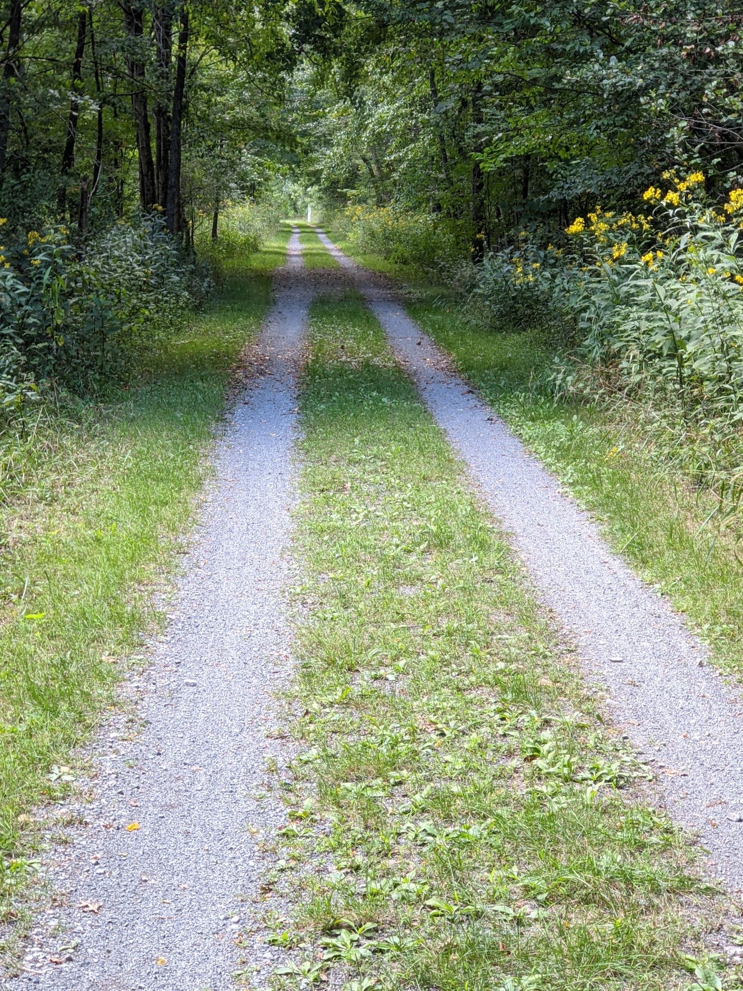 Gravel path winding through a dense, sun-dappled green forest. - Sharps Tunnel and Bridge – Greenbrier River Trail loop from Cass Depot