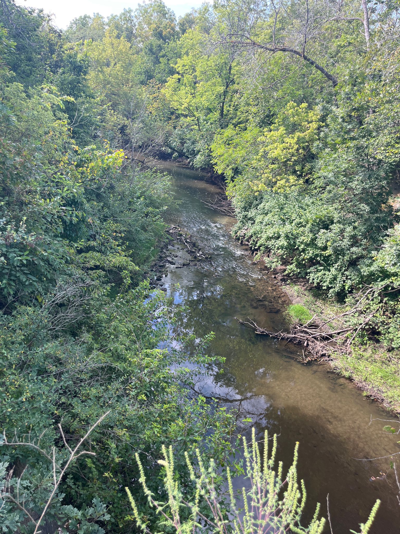 Winding river flows through dense green forest under bright natural light. - Ankeny Welcome Sign – High Trestle Trail loop from Ankeny