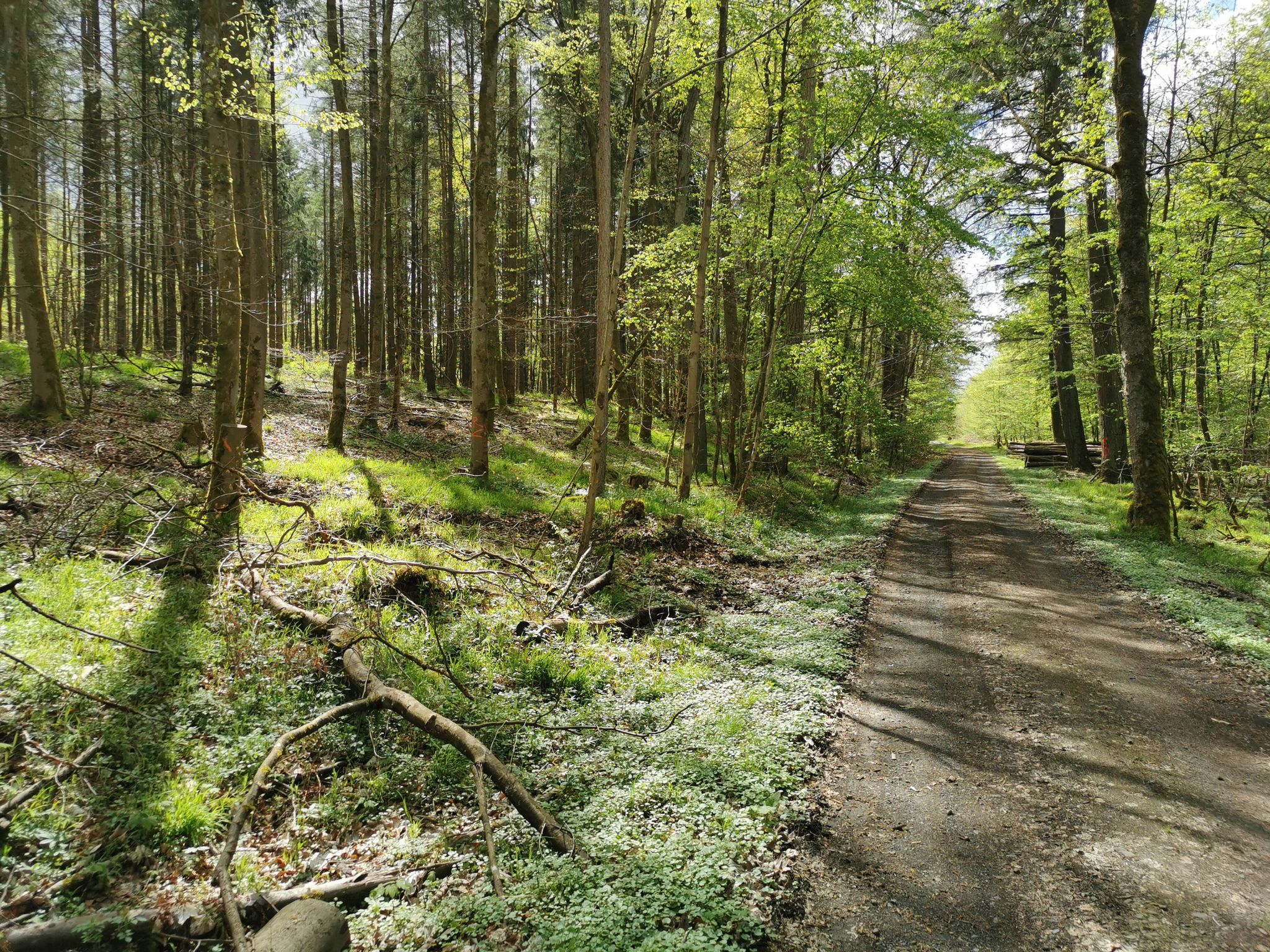 Durch den Wald nach Albach