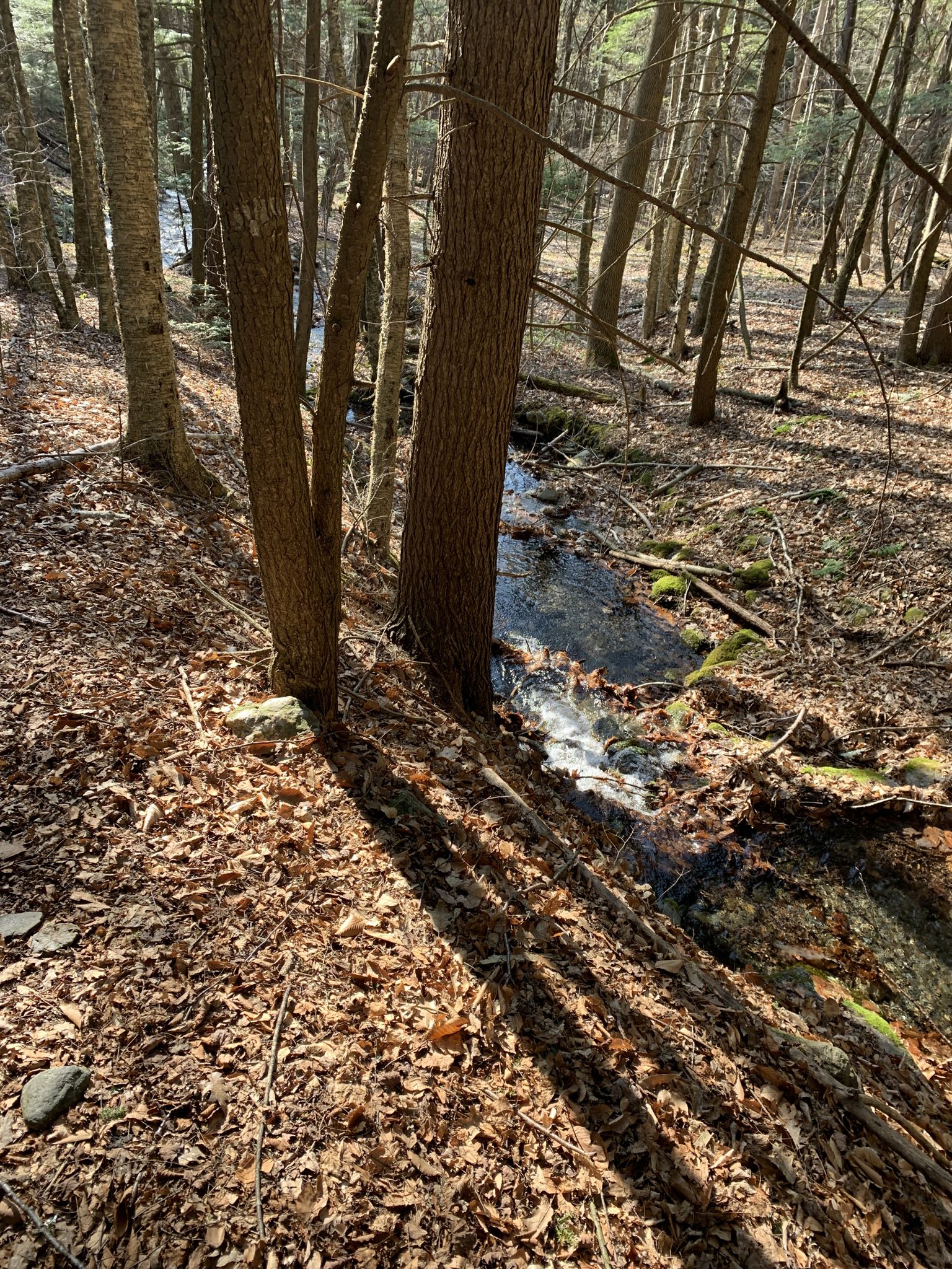 Small stream flowing through a sunlit forest with fallen leaves. - Roaring Brook and Stony Ledge Trail