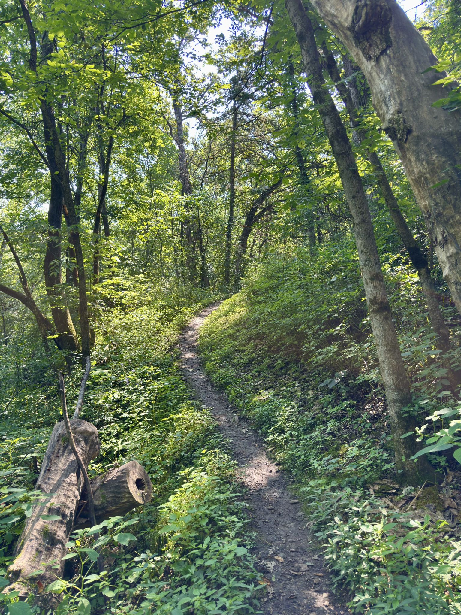 Van Peenen Park trail view
