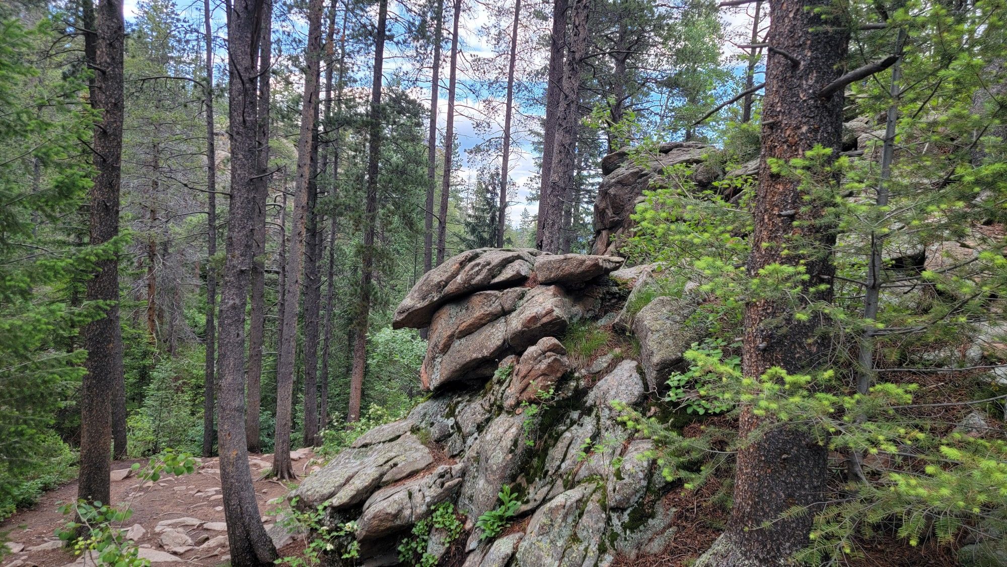 A large, layered rock formation surrounded by dense pine forest in bright light. - Lower Maxwell Falls Trail