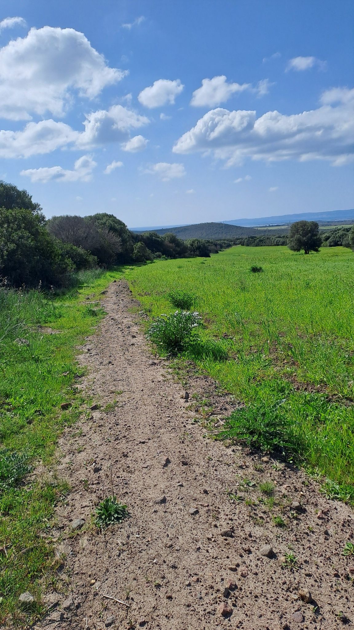 panorama verso Carloforte