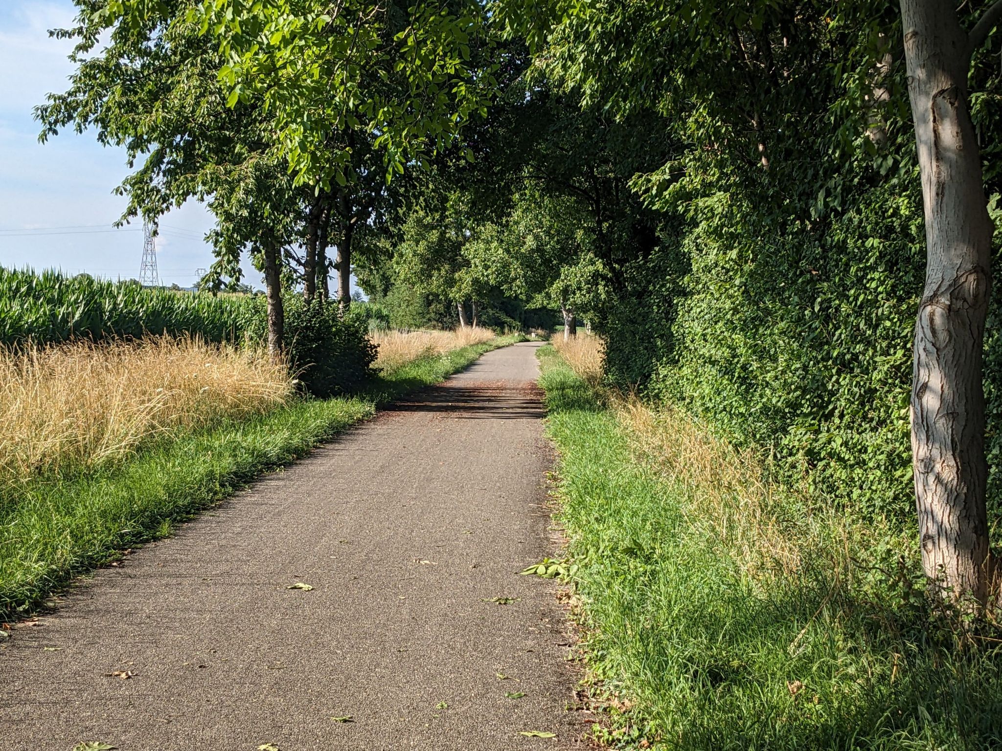 Bahntrassenradweg vor Algolsheim