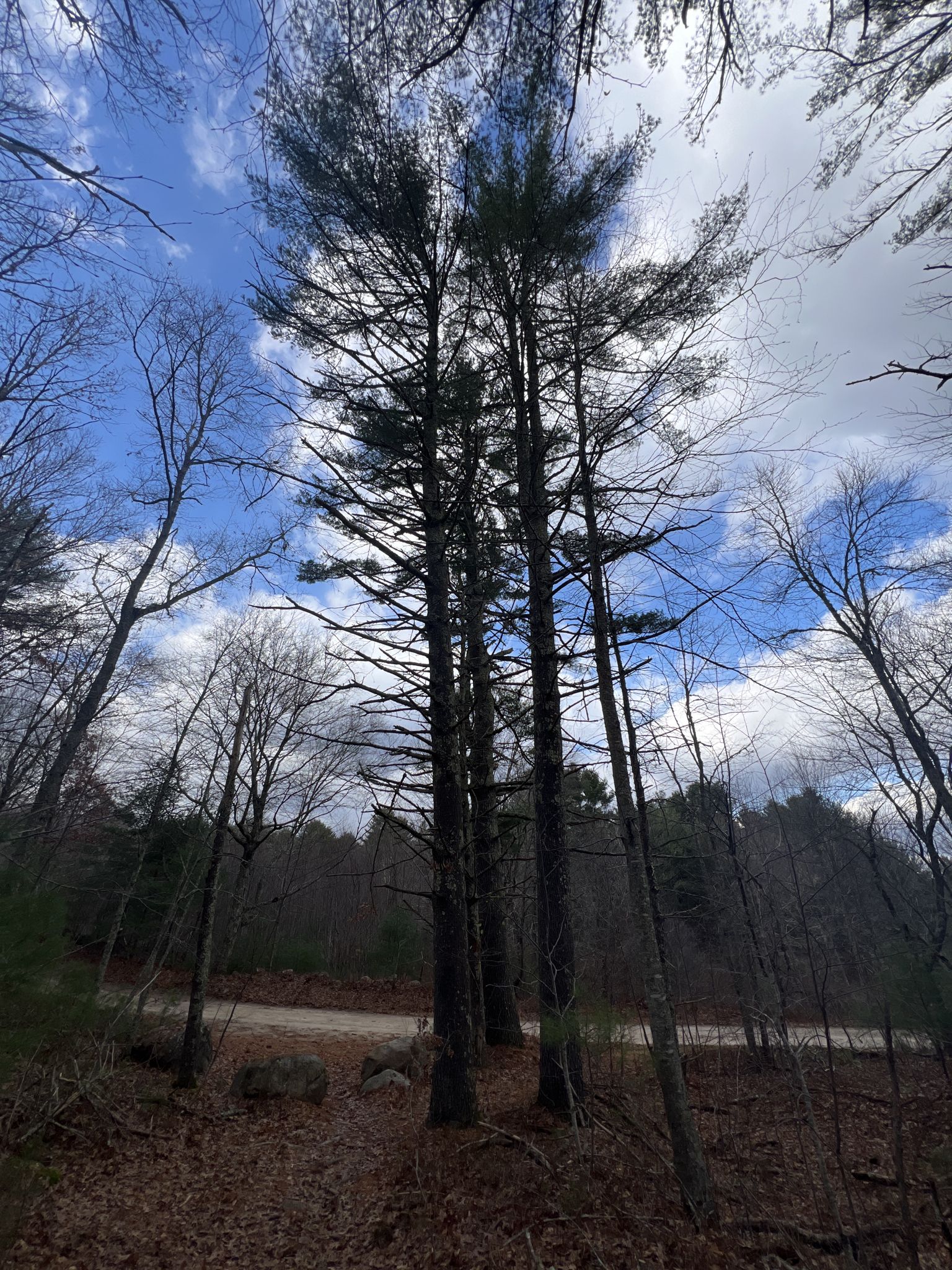Tall pine trees and bare branches against a bright, cloudy sky over a dirt road. - Breakheart Pond – Arcadia Management Area loop from Arcadia Management Area
