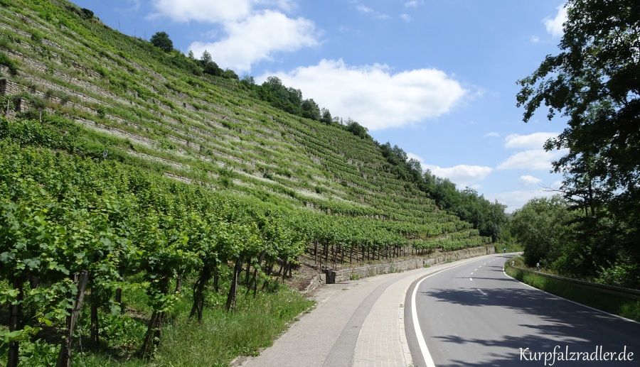 Weinberg bei Roßwag