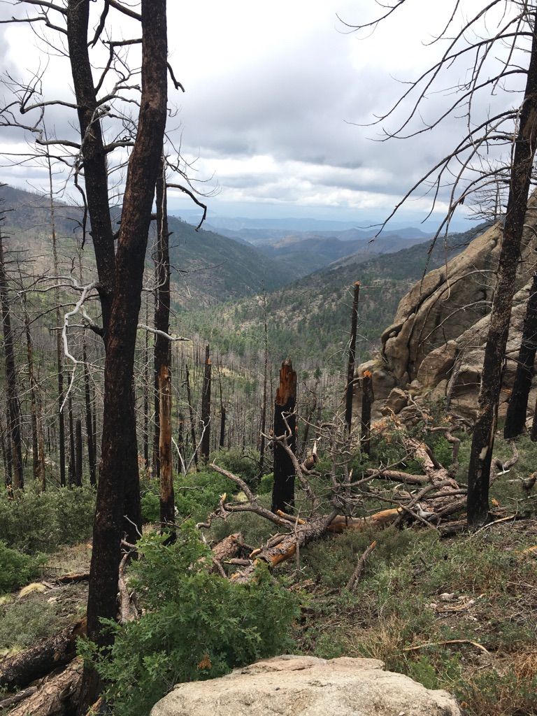 A valley view through dead trees and rocky terrain under a cloudy sky. - Black Range Crest Trail to Hillsboro Peak