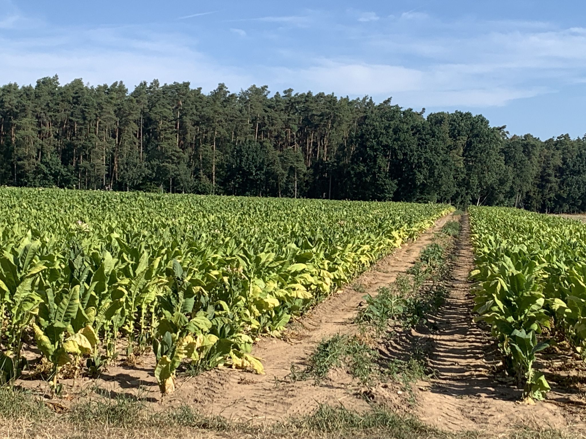 Tabakfelder nach Leitelshof
