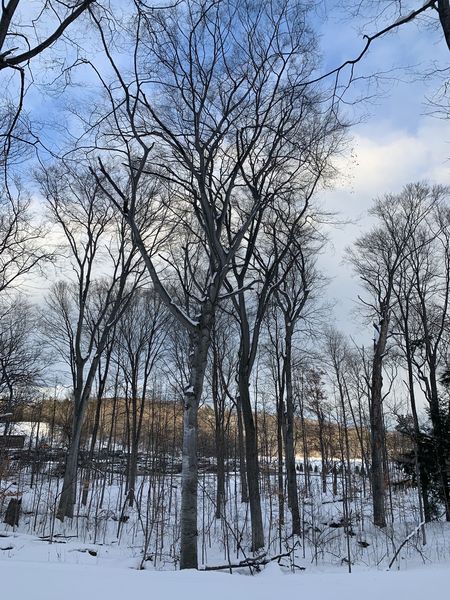Tall bare trees in a snow-covered winter forest under a cloudy sky. - Hickory Hills Loop Trail