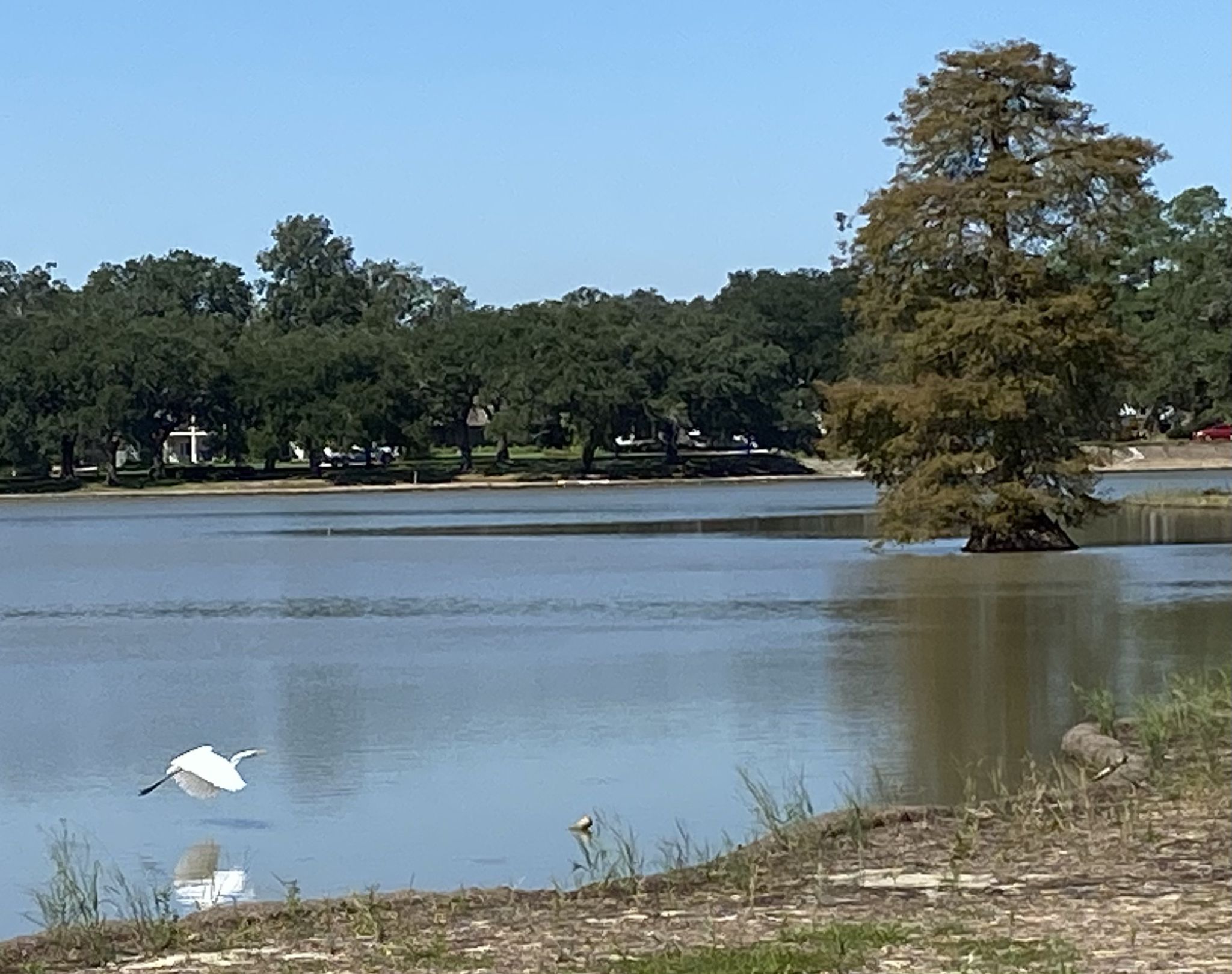 A white bird flies low over water, with trees and a building in background. - City-Brooks Community Park loop from Baton Rouge Community College