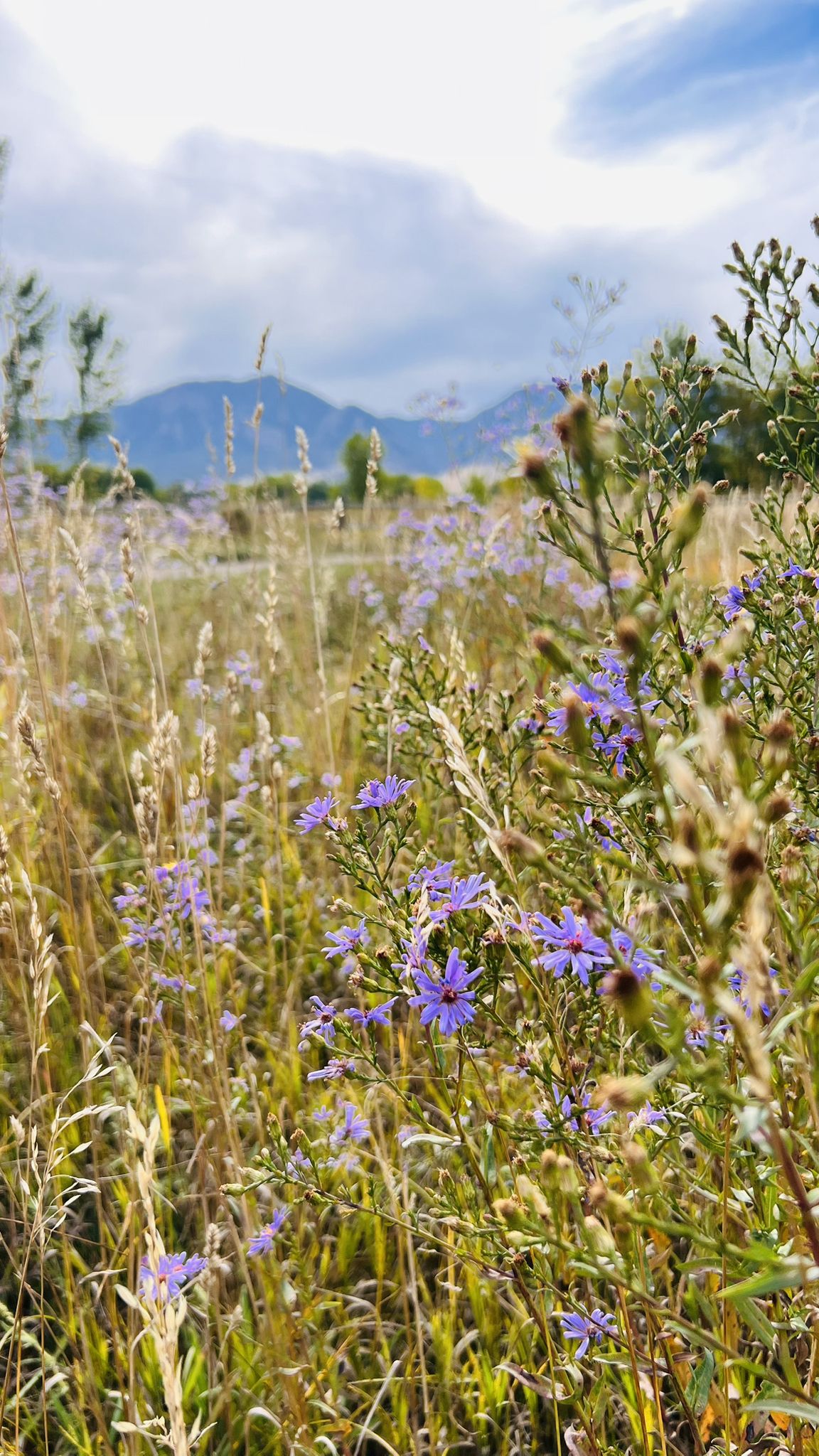 Close-up of purple wildflowers in a field with mountains under cloudy sky. - Bobolink Trail