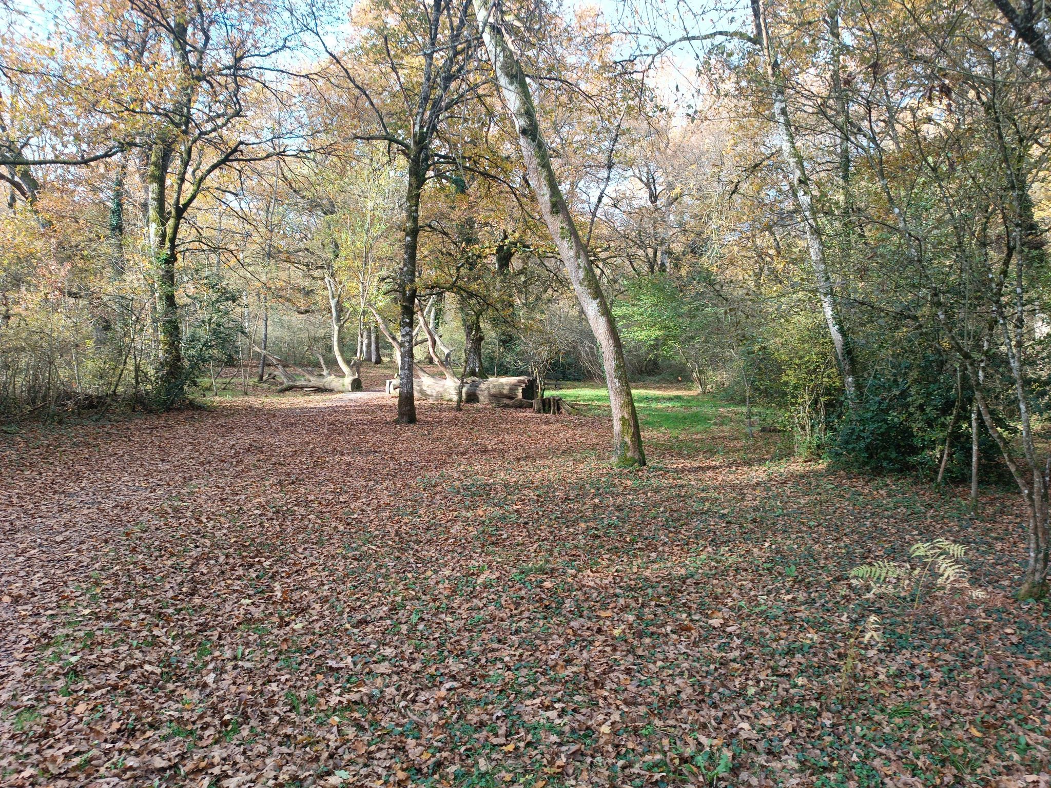 bosque de Orgi