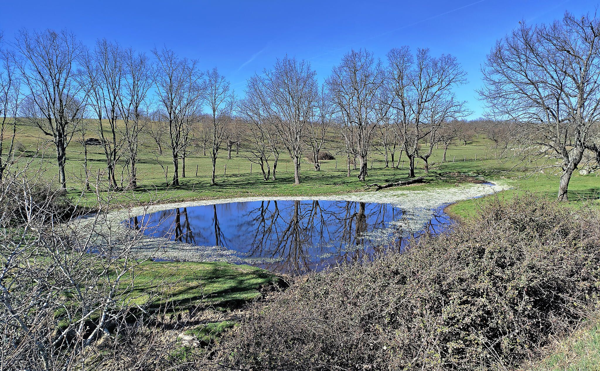 Dehesas. Herguijuela del Campo