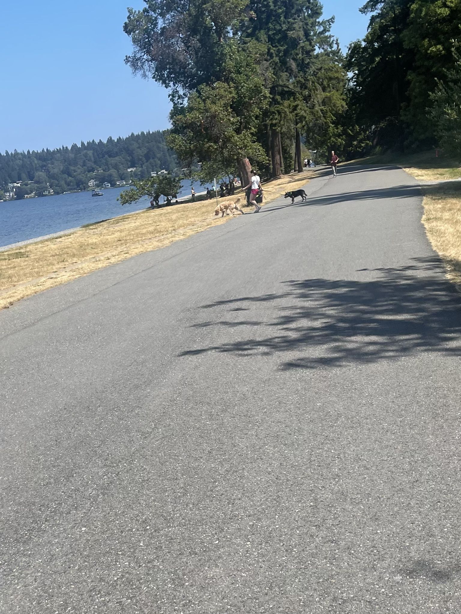 People walk dogs on a paved path beside a lake on a sunny day. - Shore Loop Road, Seward Park – Seward Park loop from Archipelago