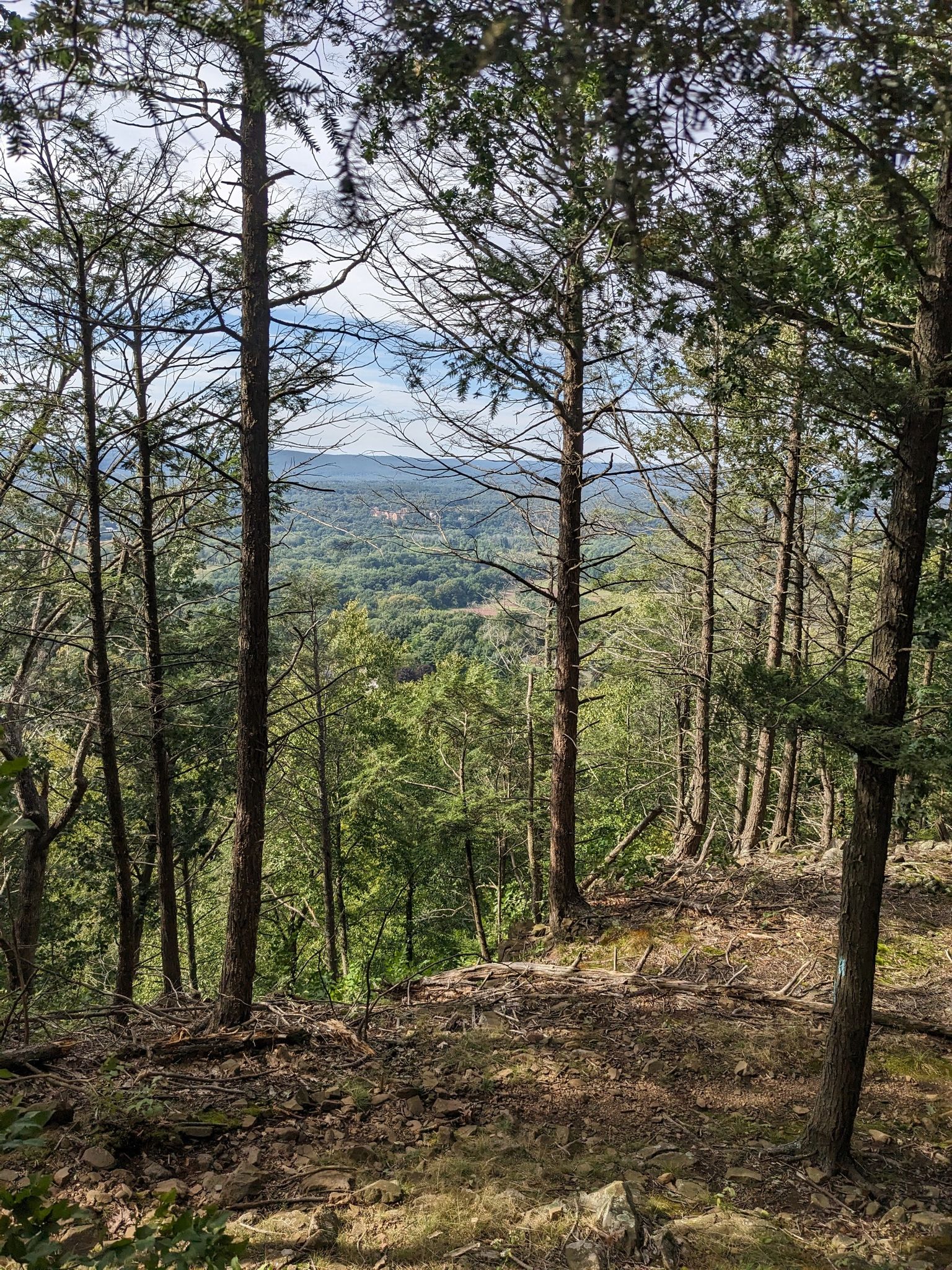 Tall trees on a forested hillside overlooking a distant green valley. - Tanager Hill to Pinnacle From E Weatogue St