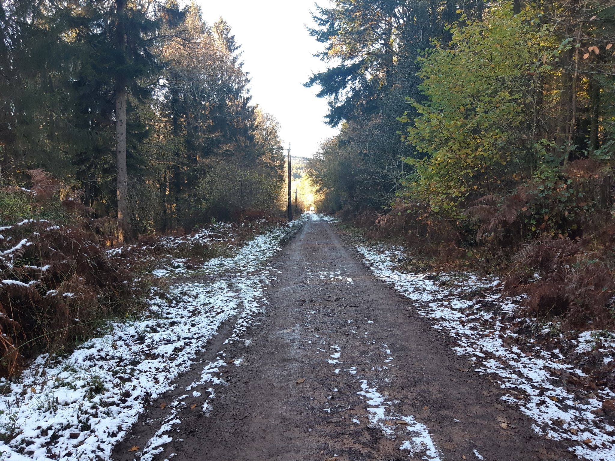 Colliers Trail