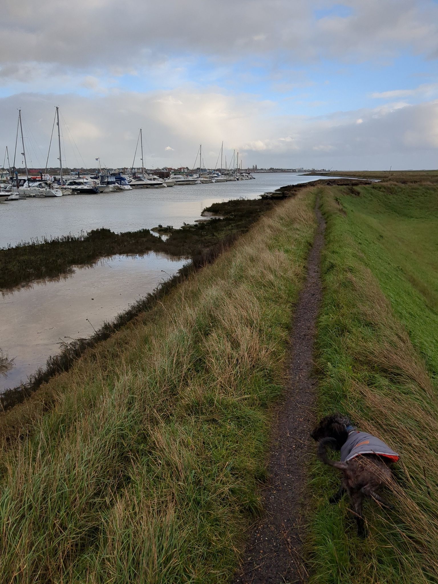 dog and marina