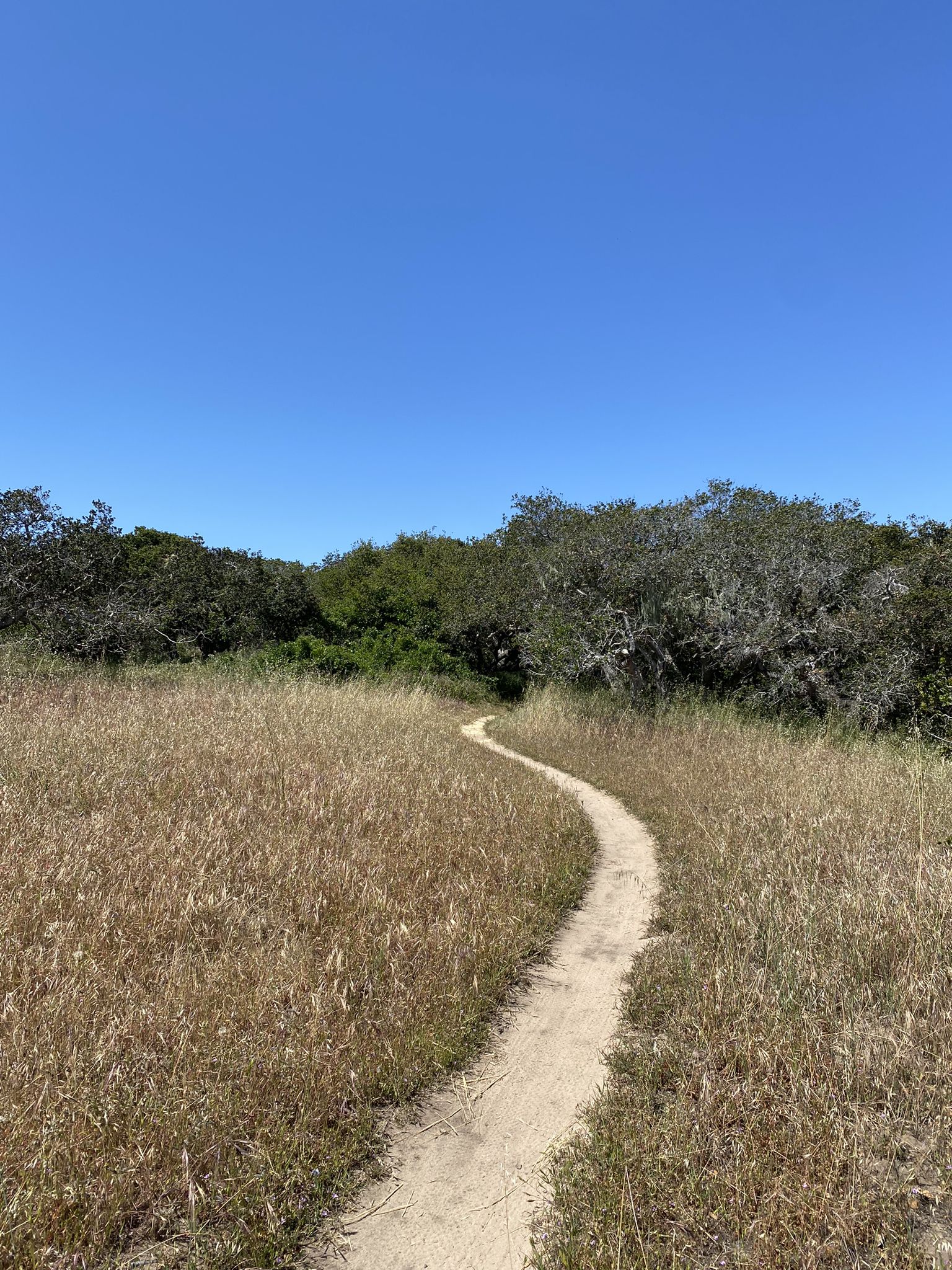 Winding dirt path through tall dry grass towards dense green trees. - Gigling Road gate – Trail 49 loop from East Garrison
