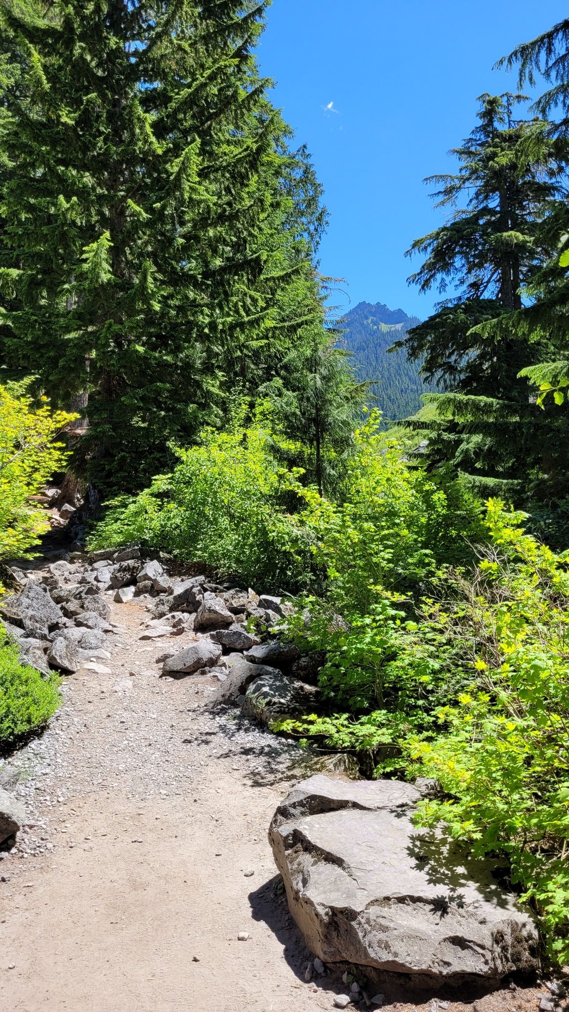 A sunlit dirt path winds through tall evergreen trees towards a distant mountain. - Carter and Madcap Falls via Wonderland Trail
