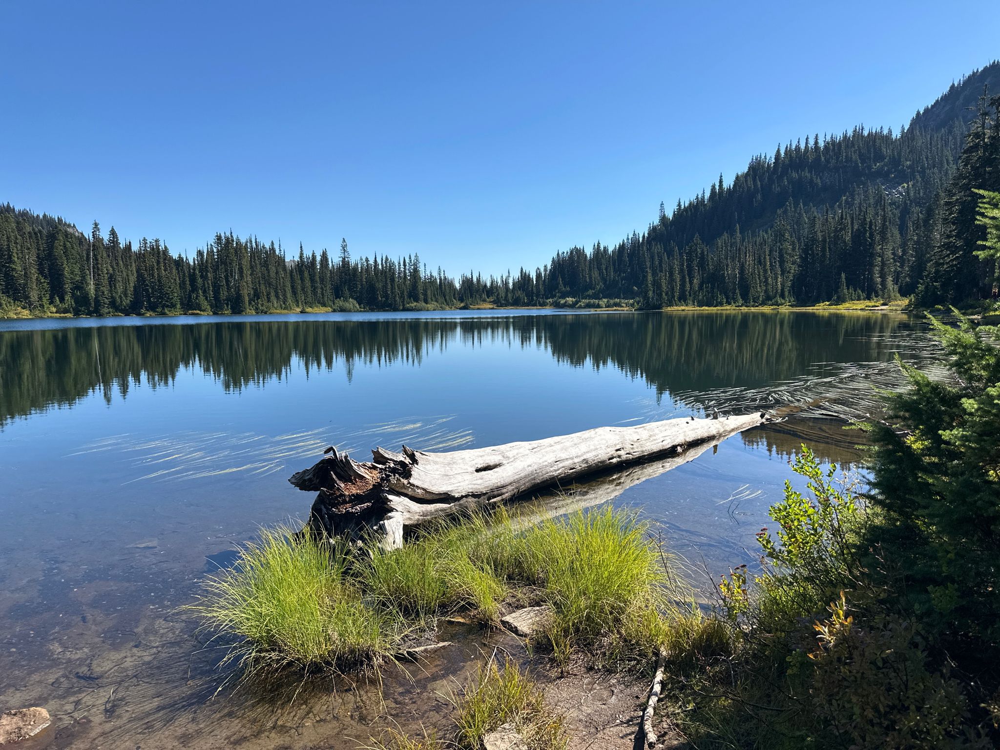 Clear lake with a large log, surrounded by dense evergreen forest under a blue sky. - Pinnacle Peak Trail